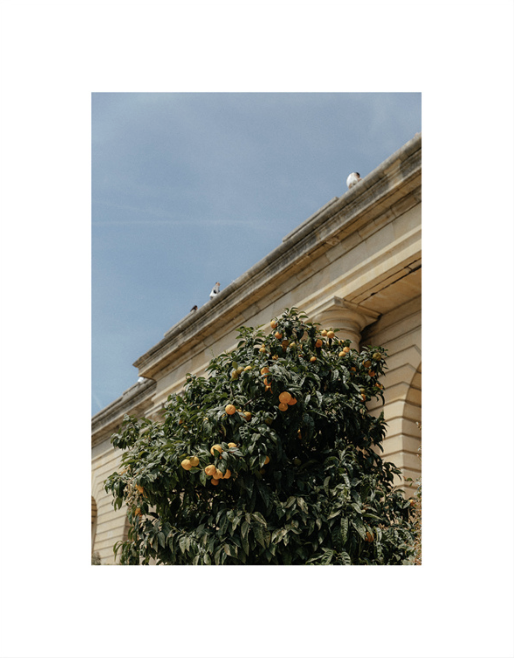FR-Lemons at Versailles.png
