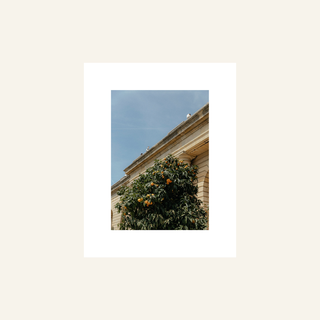 ATP-Print-Shop-Images-LEMONS.png