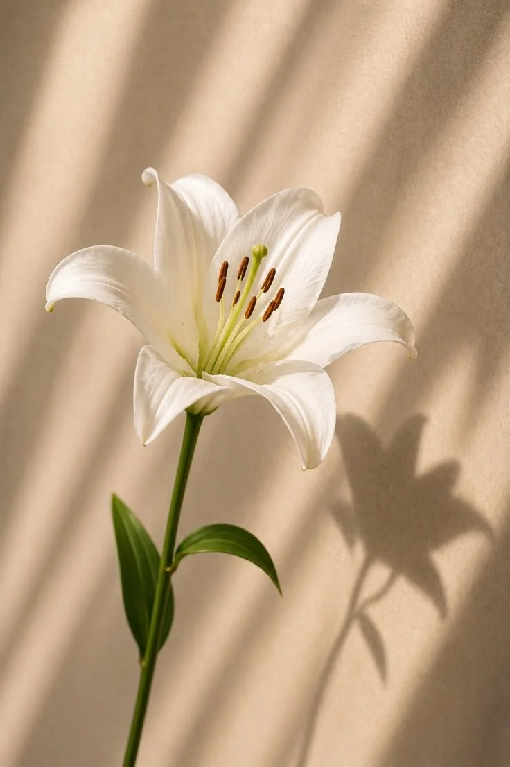 A white lily flower with green stem and leaves, casting a shadow on a beige background.