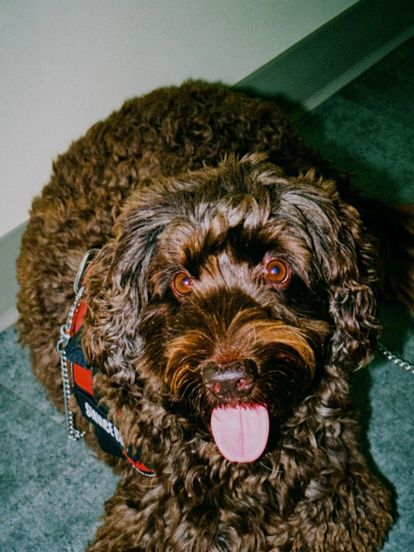 just showing off our cute visitor in the salon today! 🐾🤎
reminder that summer appointments are filling up super quickly, and we want to see you! 
#frontierfringe #downtownloveland #noco #esthetician
