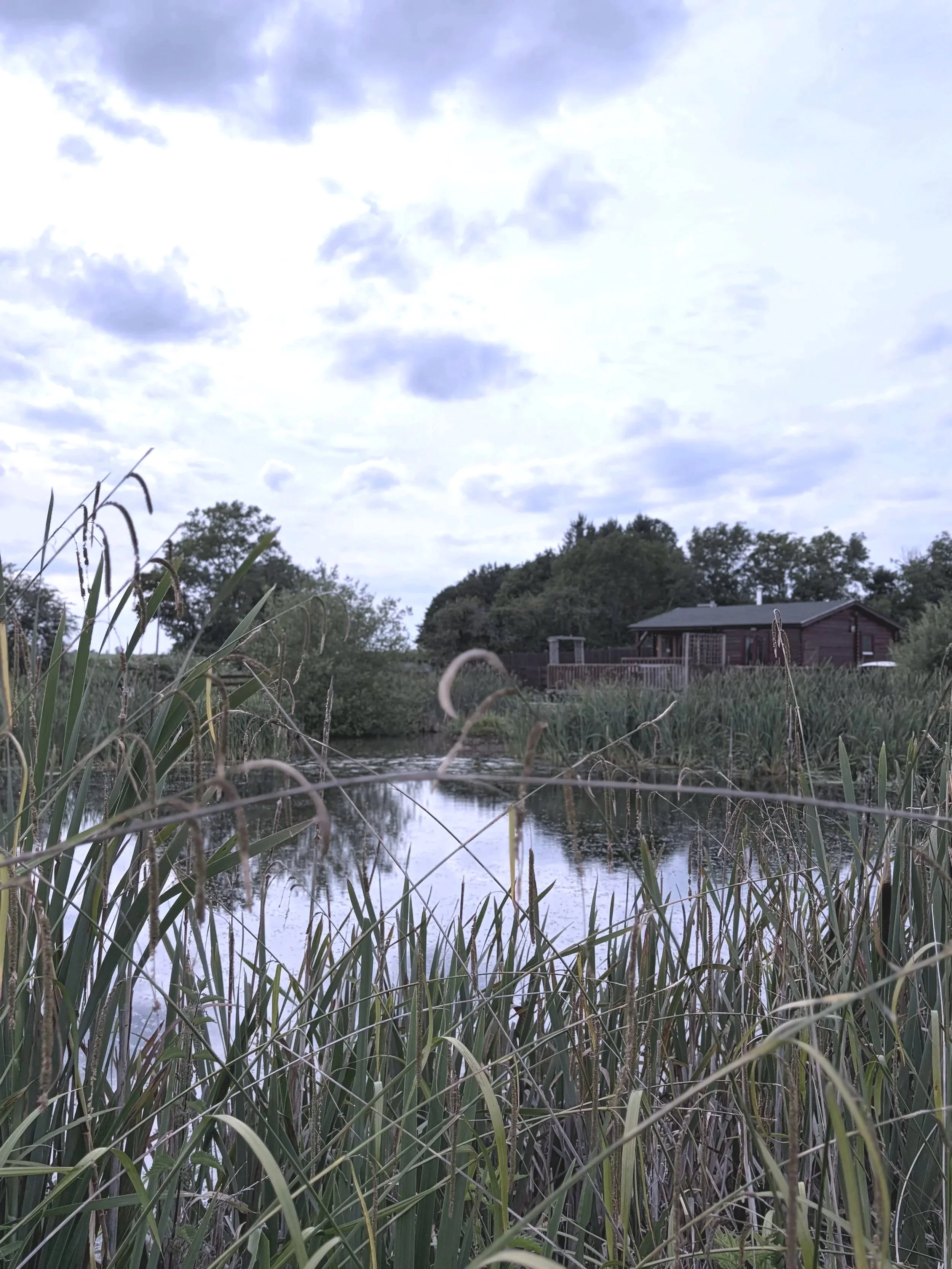 A pond or small lake with tall grass and reeds in the foreground, trees and a house in the background, and a partly cloudy sky overhead.