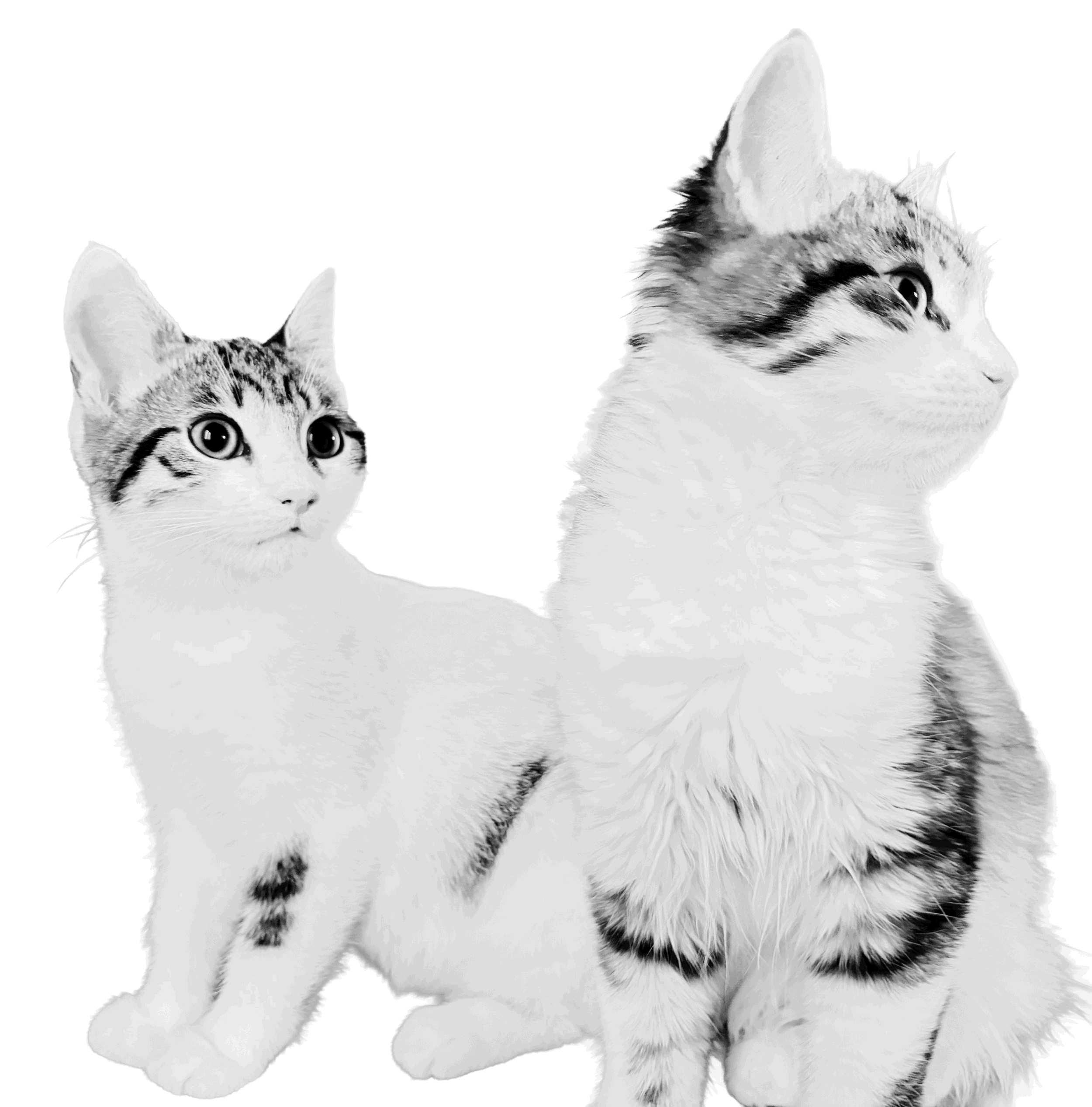 A black-and-white photo of a kitten with large eyes and a tabby pattern, and a cat with fluffy fur and a distinctive stripe on its face, both looking to the right against a transparent background.