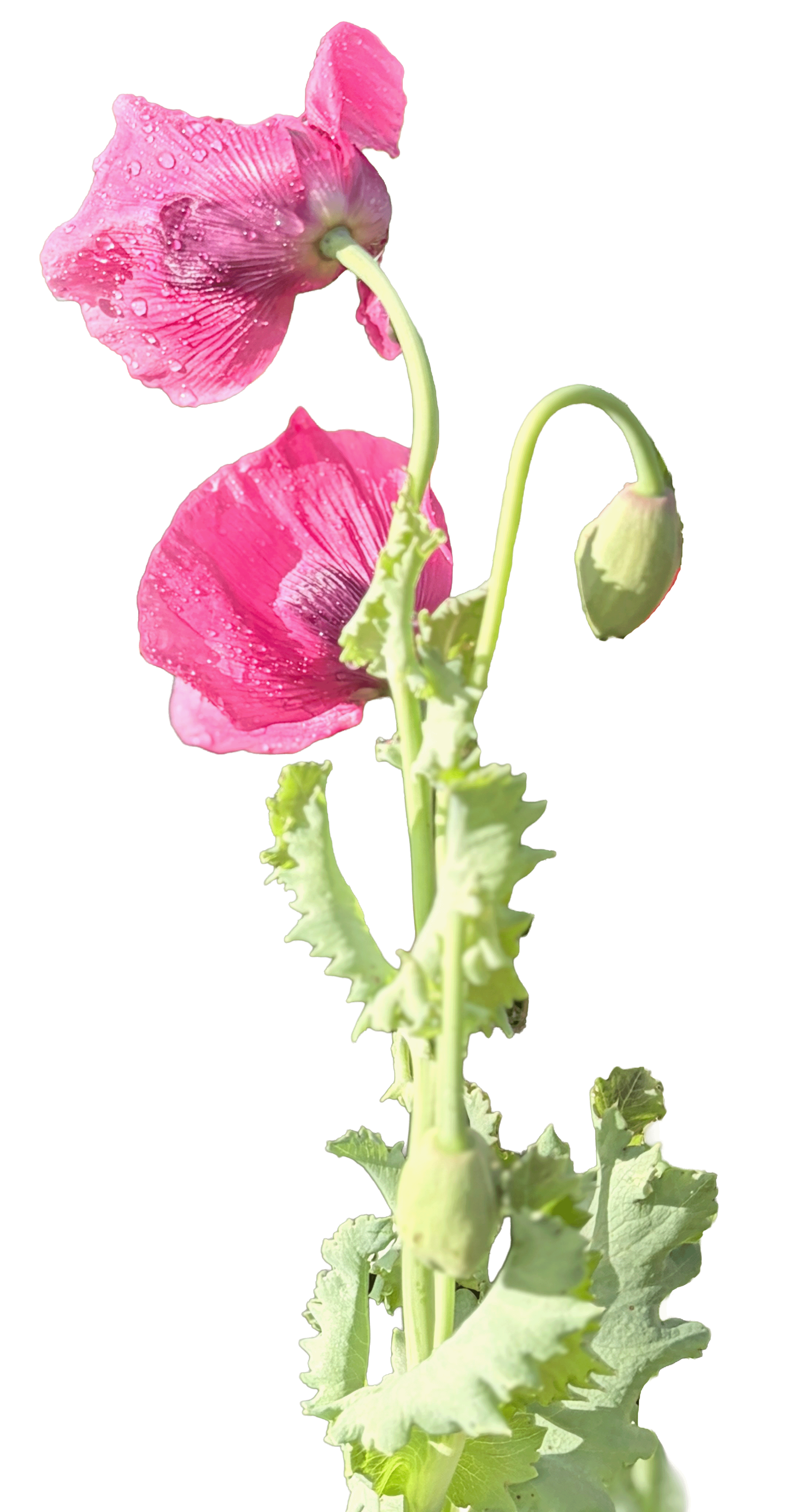 Pink flowering plant with water droplets on petals, green stem, unopened bud, and scalloped leaves.