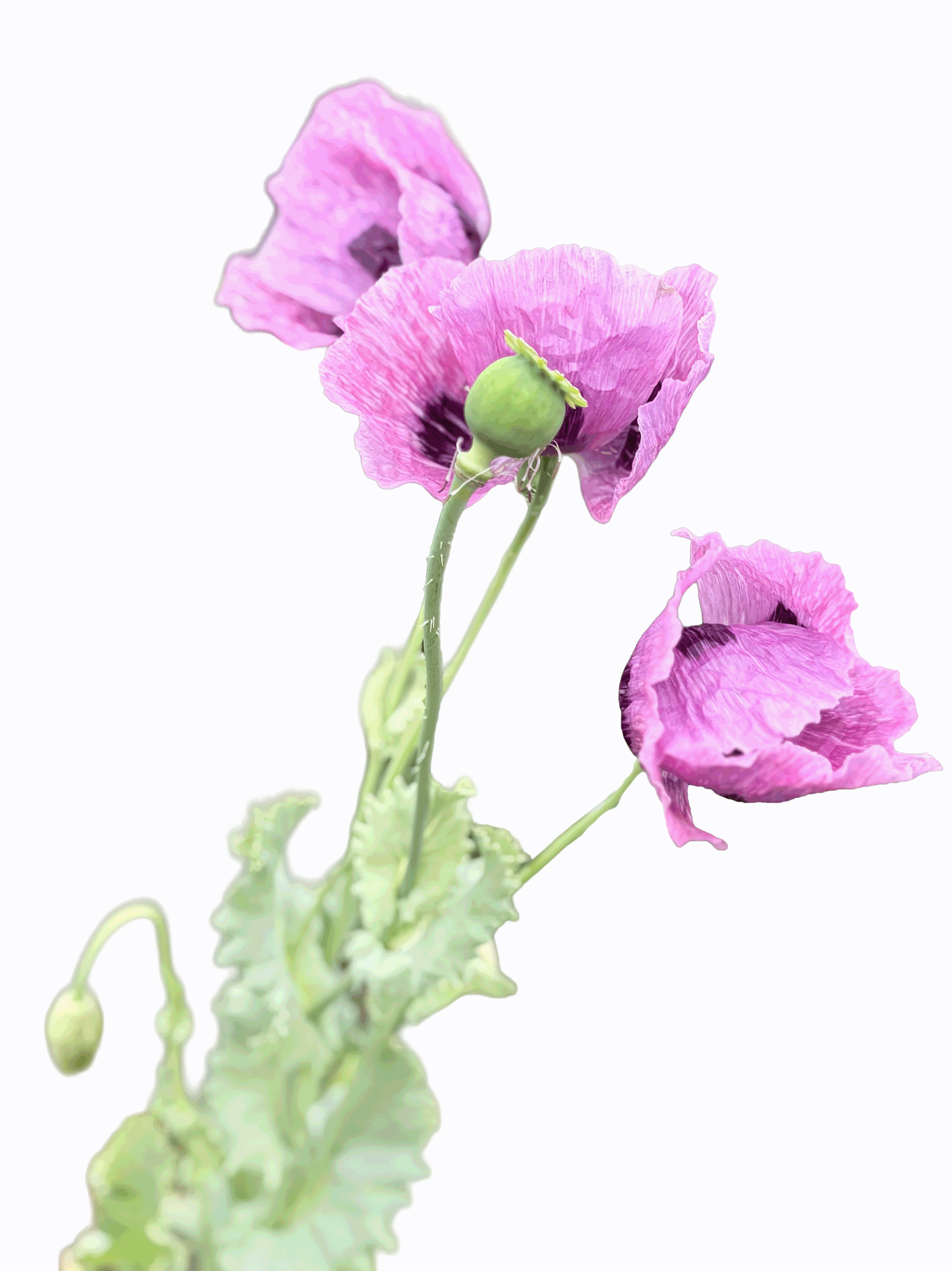 Close-up of pink poppy flowers with one green seed pod, on a white background.