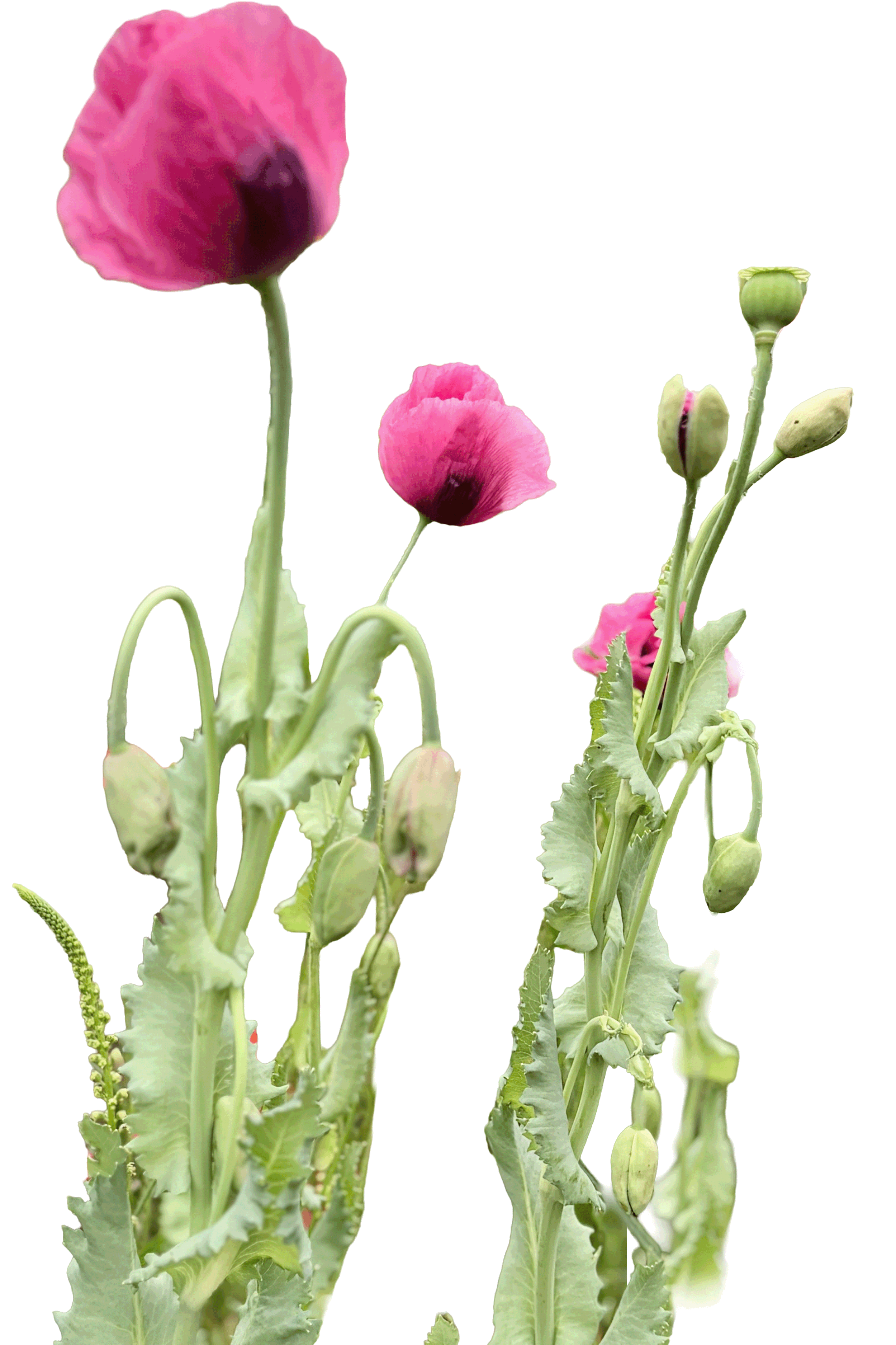 Pink poppy flowers with buds and green leaves.