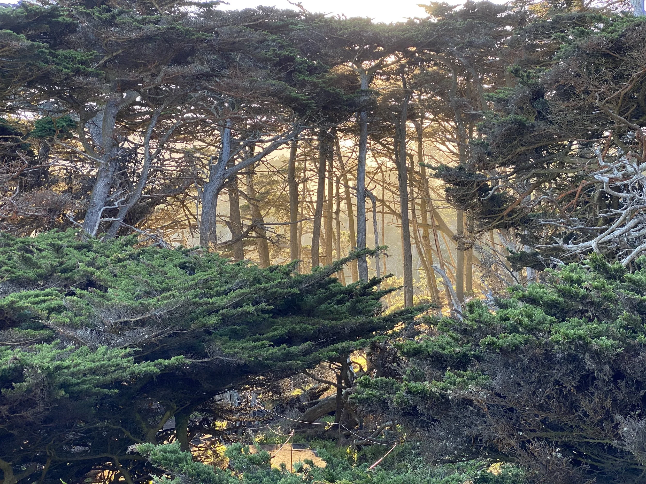 Morning sunlight streams through the rare Monterey Cypress trees at Point Lobos