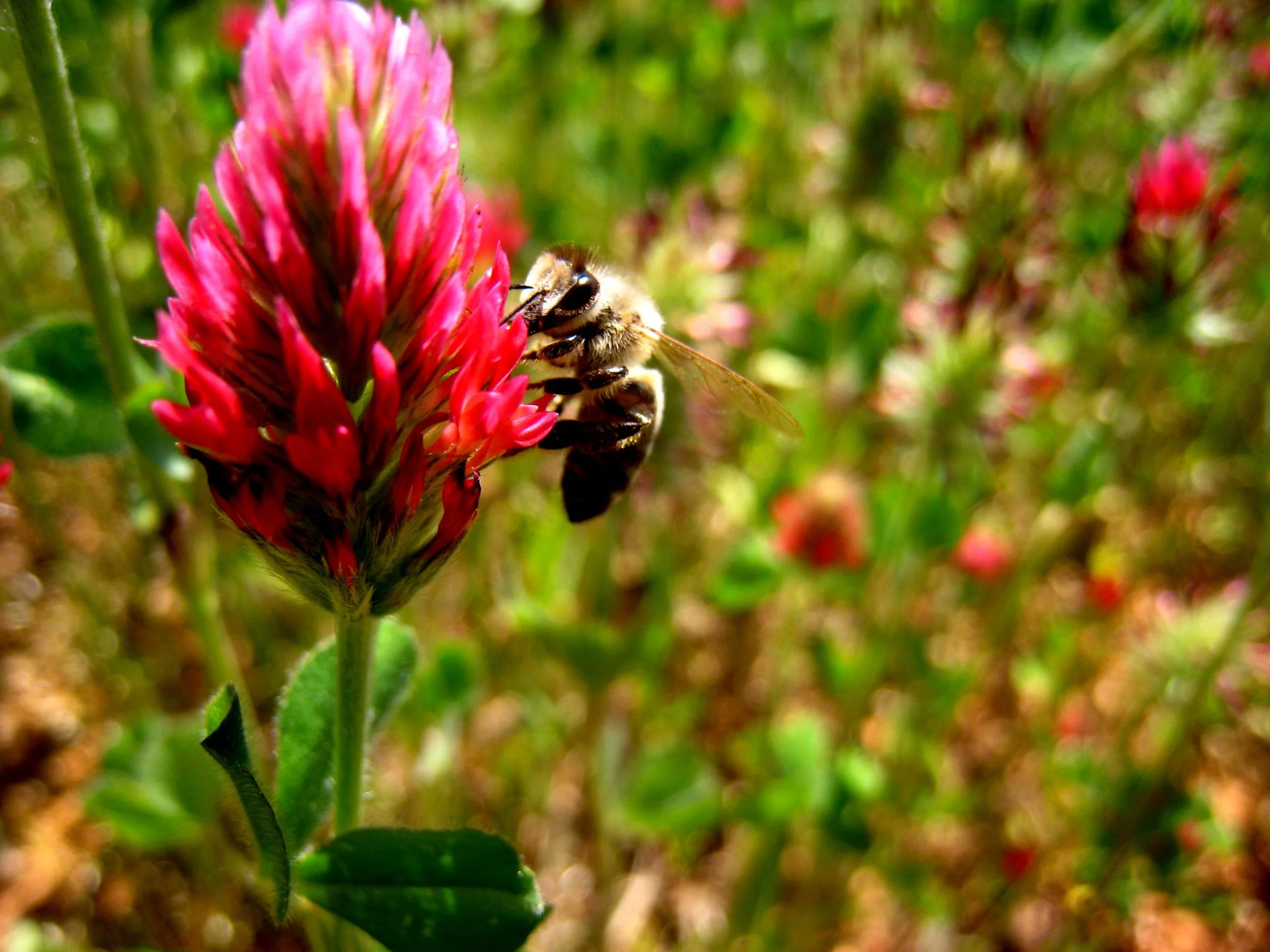Garden Rhythm Fall Gardening Series