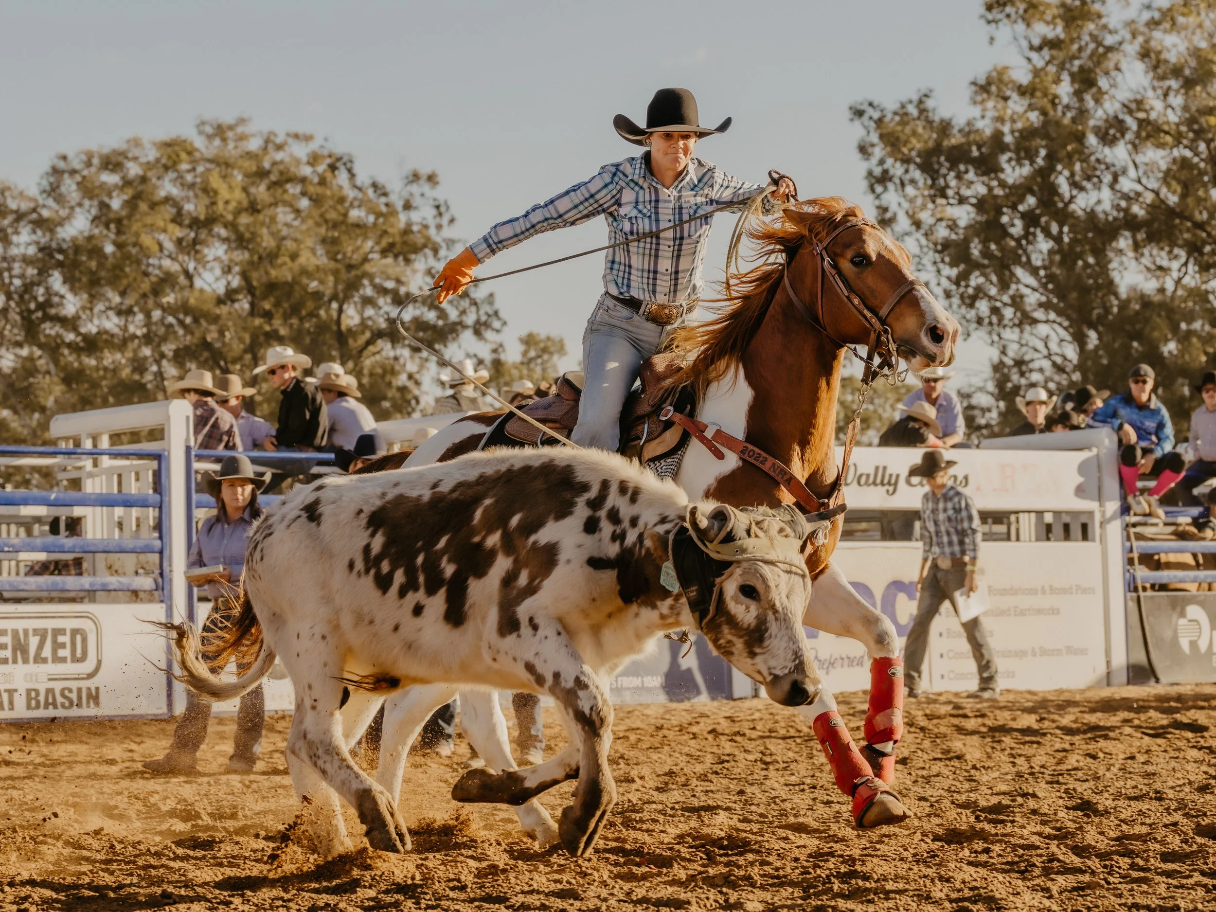 The WESTRN Edit | Western Sports Photography - A rodeo event with a woman riding a horse while roping a calf, surrounded by spectators and arena fencing.