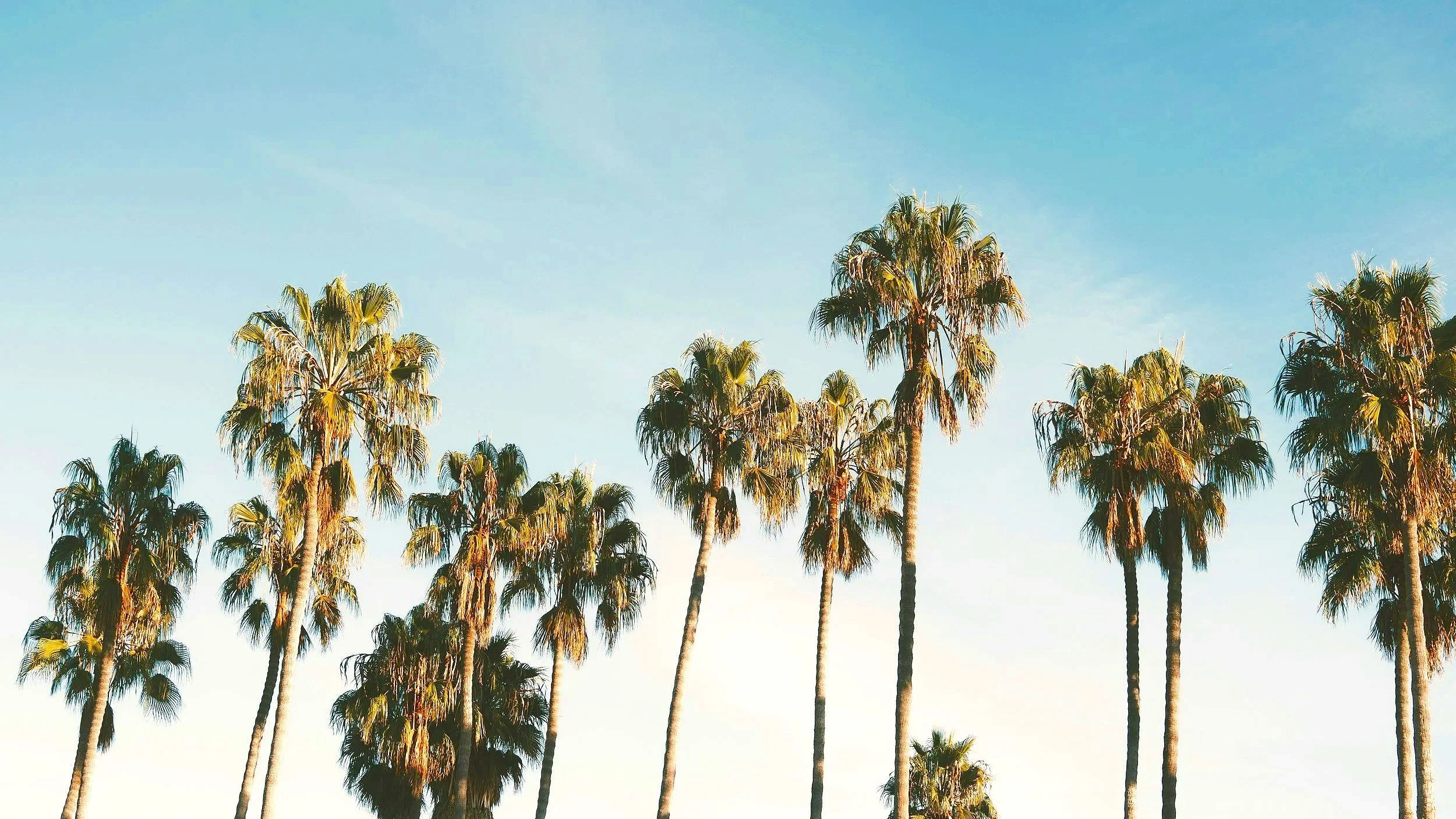 Various sizes of palm trees with blue sky background