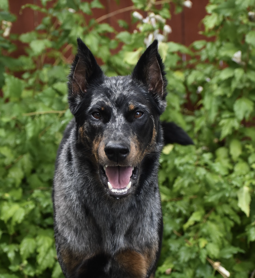 A happy Beauceron dog with a black and gray merle coat, standing outdoors with green foliage in the background.