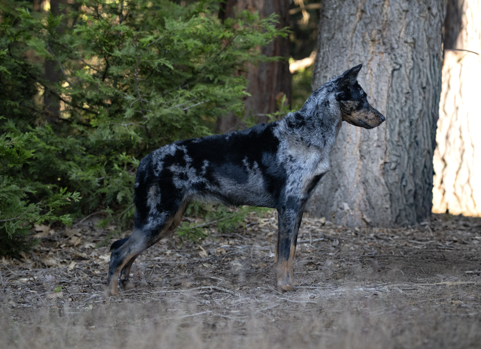 A young merle-colored Australian Shepherd dog standing outdoors near a large tree and green bushes.