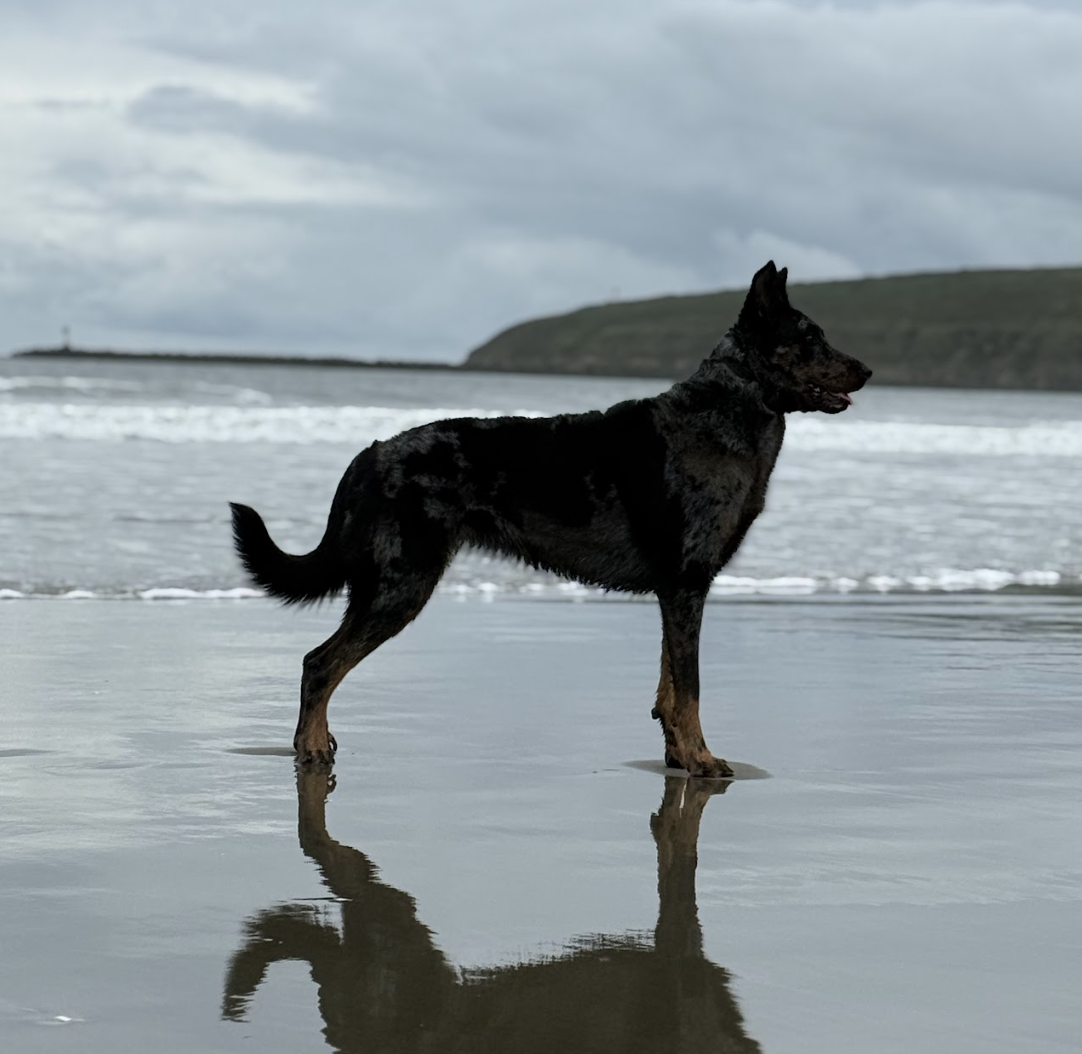 A black and brown dog standing on wet sand at a beach, with waves and a distant landmass under cloudy sky in the background.