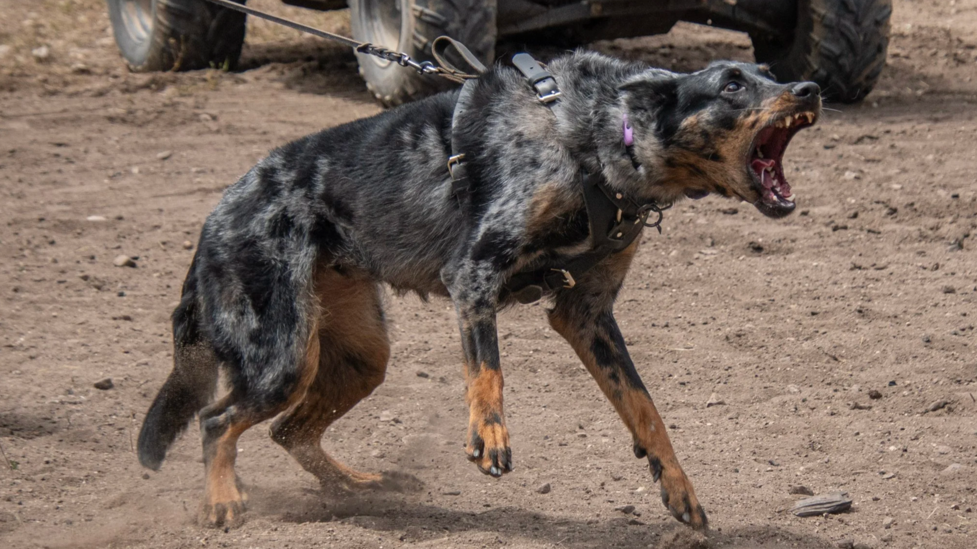 A French shepherd dog with a blue and purple collar, wearing a harness, is pulling on a leash while barking, in an outdoor dirt area, with a large vehicle tire in the background.