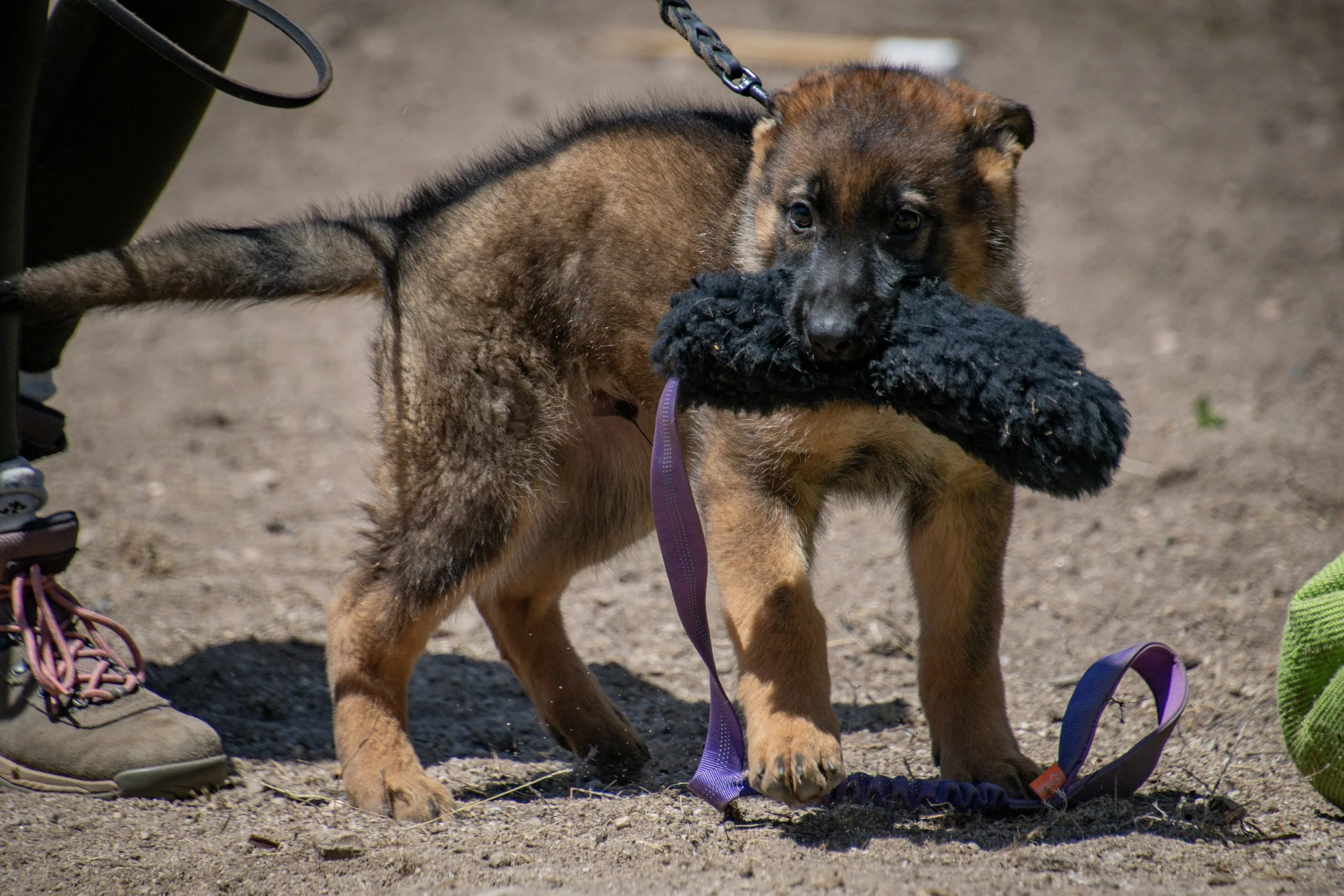 What Is Relationship Based Dog Training?