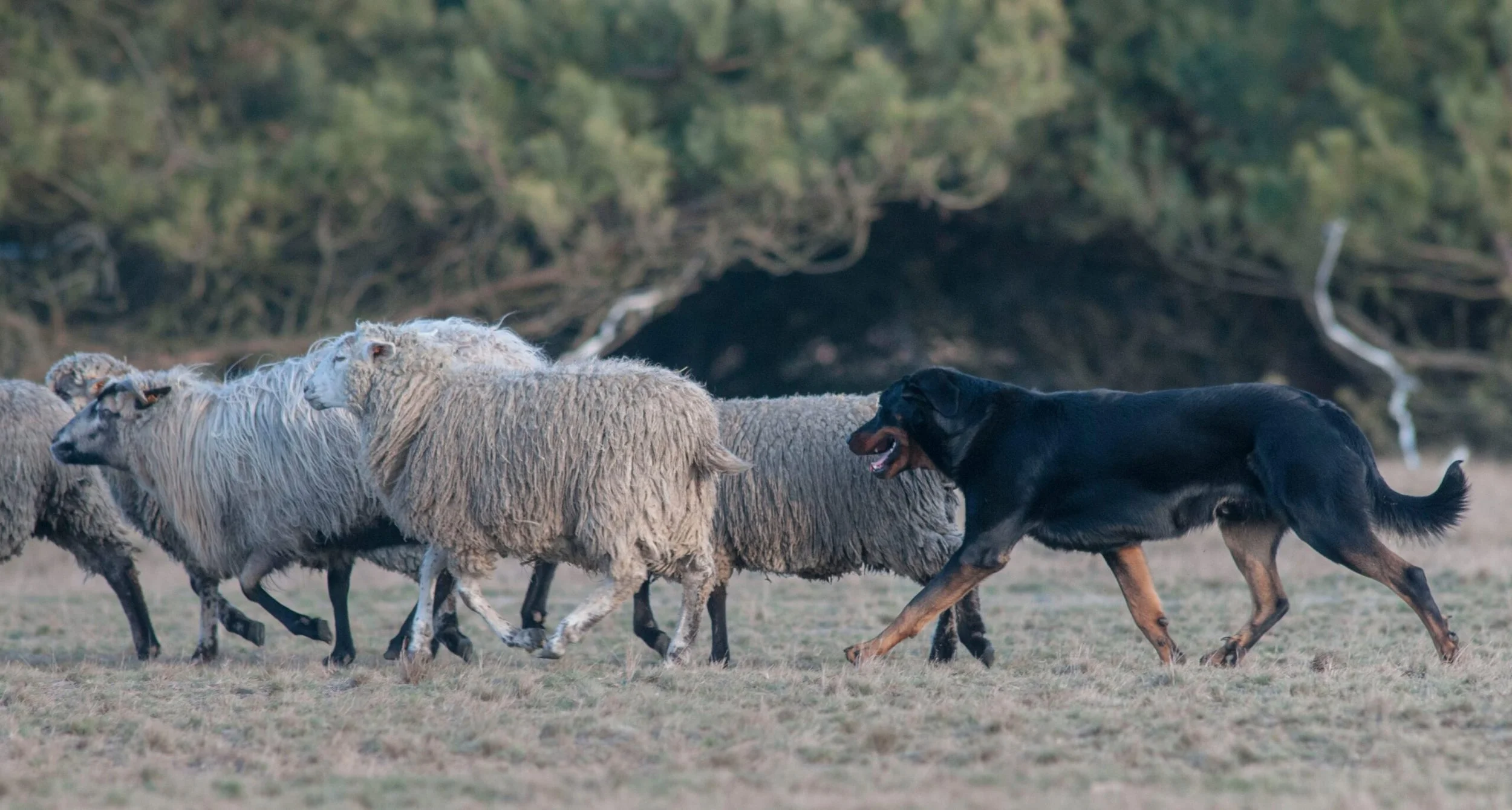 Beaucerons &amp; Herding