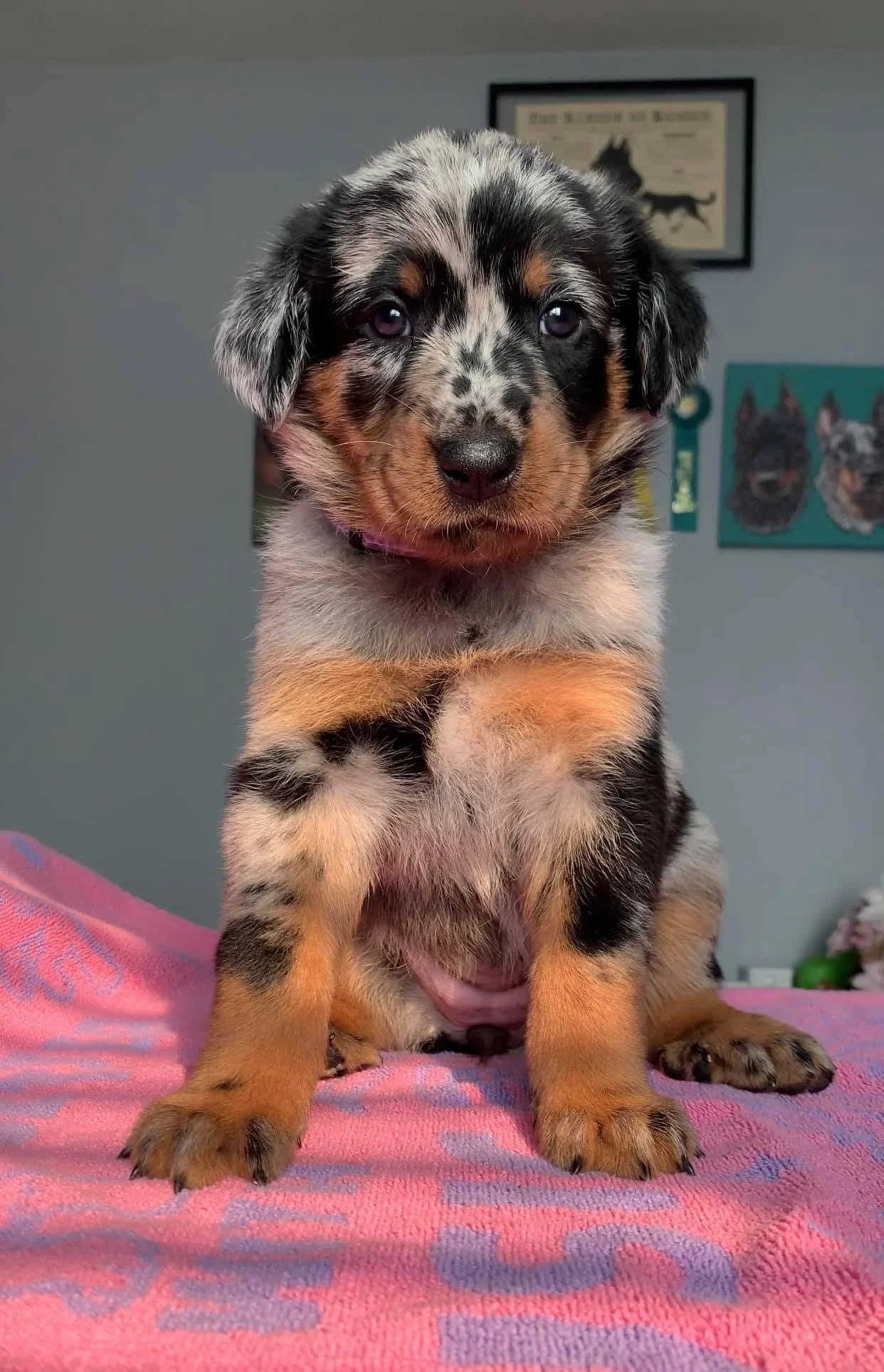 Puppy Raising At Clairvaux Noir</span>
