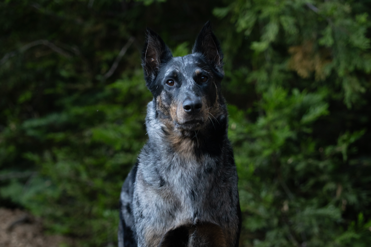 Beauceron Origin Story