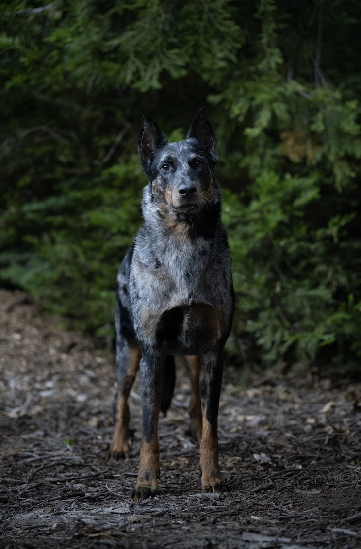 A blue heeler dog standing outdoors on a dirt path with green foliage in the background.
