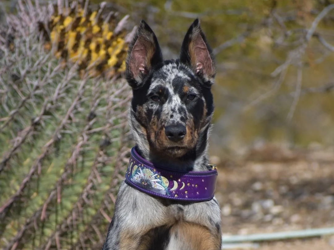 A young dog with a speckled coat, pointed ears, and a colorful collar, sitting outdoors near bushes with yellow and green leaves.