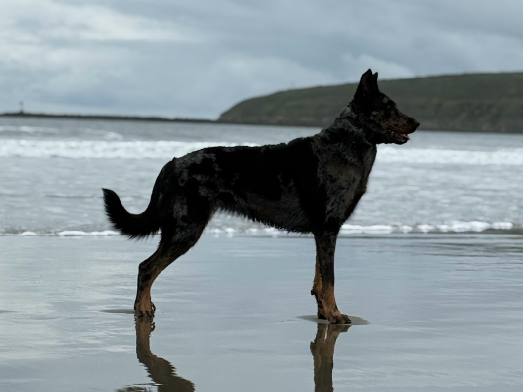 A black, grey, and tan dog standing on a wet beach with ocean waves and hills in the background under a cloudy sky.