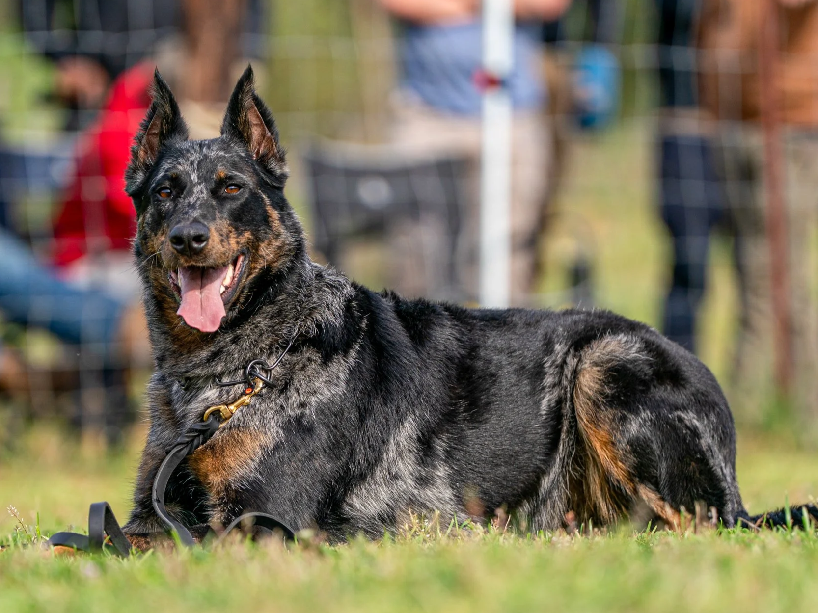 A happy Australian Shepherd dog lying on the grass, with a blurred background of a fenced outdoor area and people.