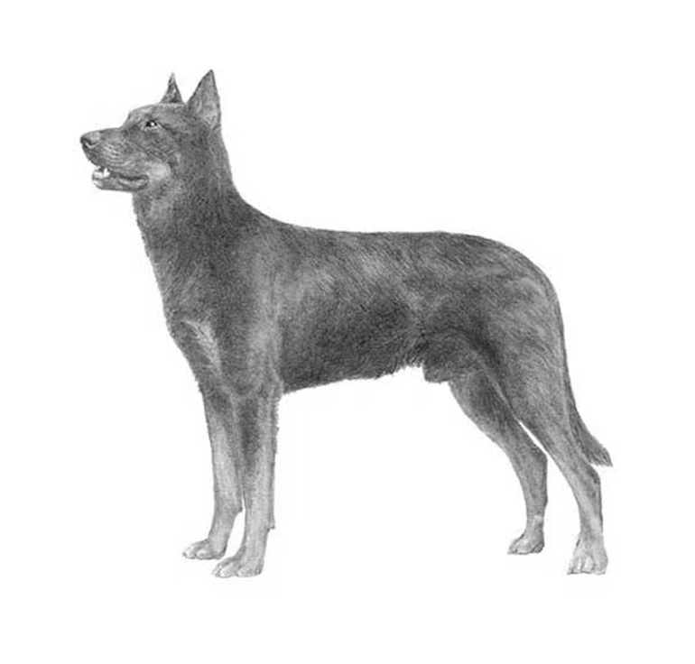 A black and white illustration of a German Shepherd dog standing sideways.