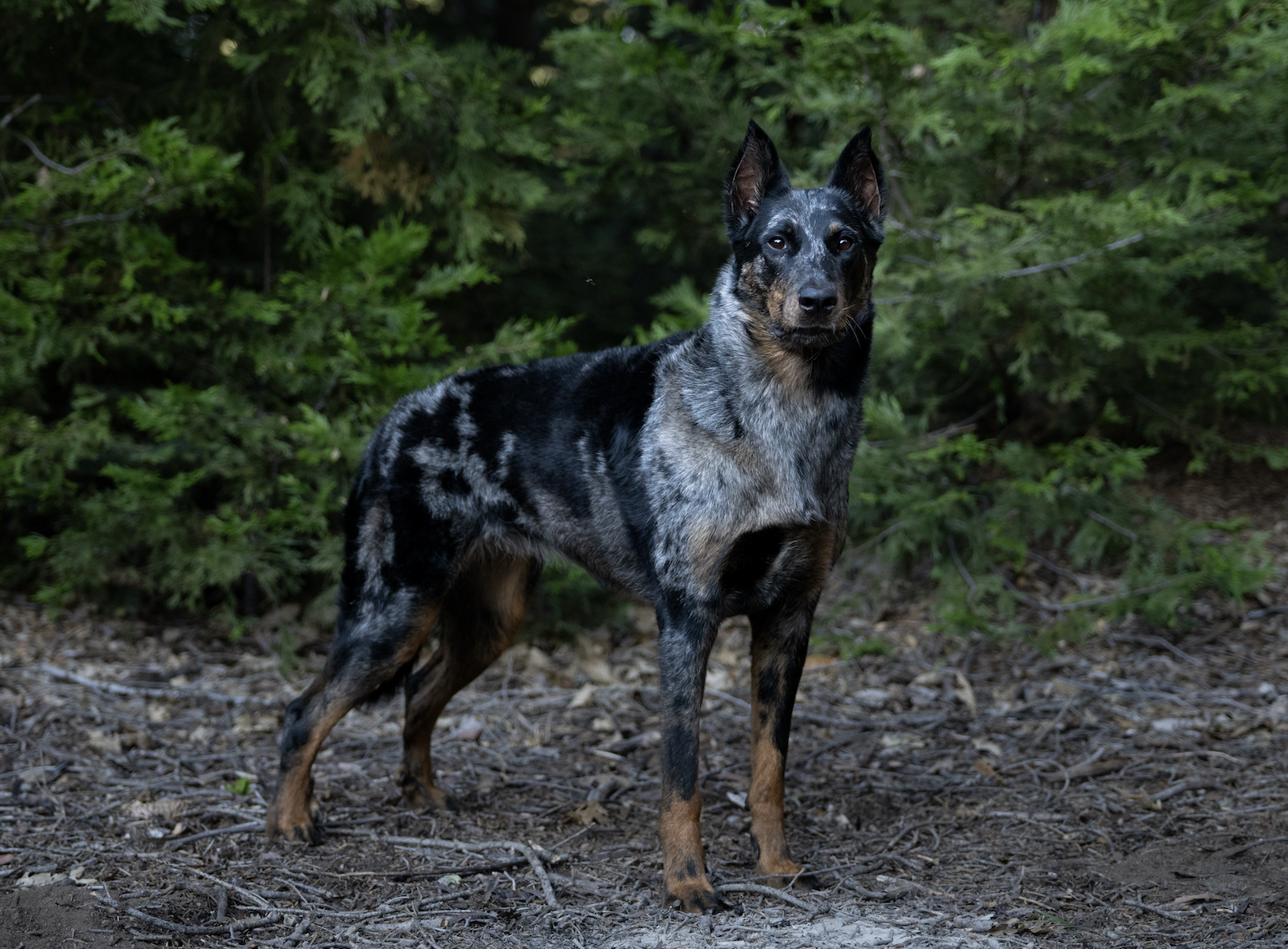 A harlequin beauceron standing on a dirt trail in a wooded area with green trees in the background.