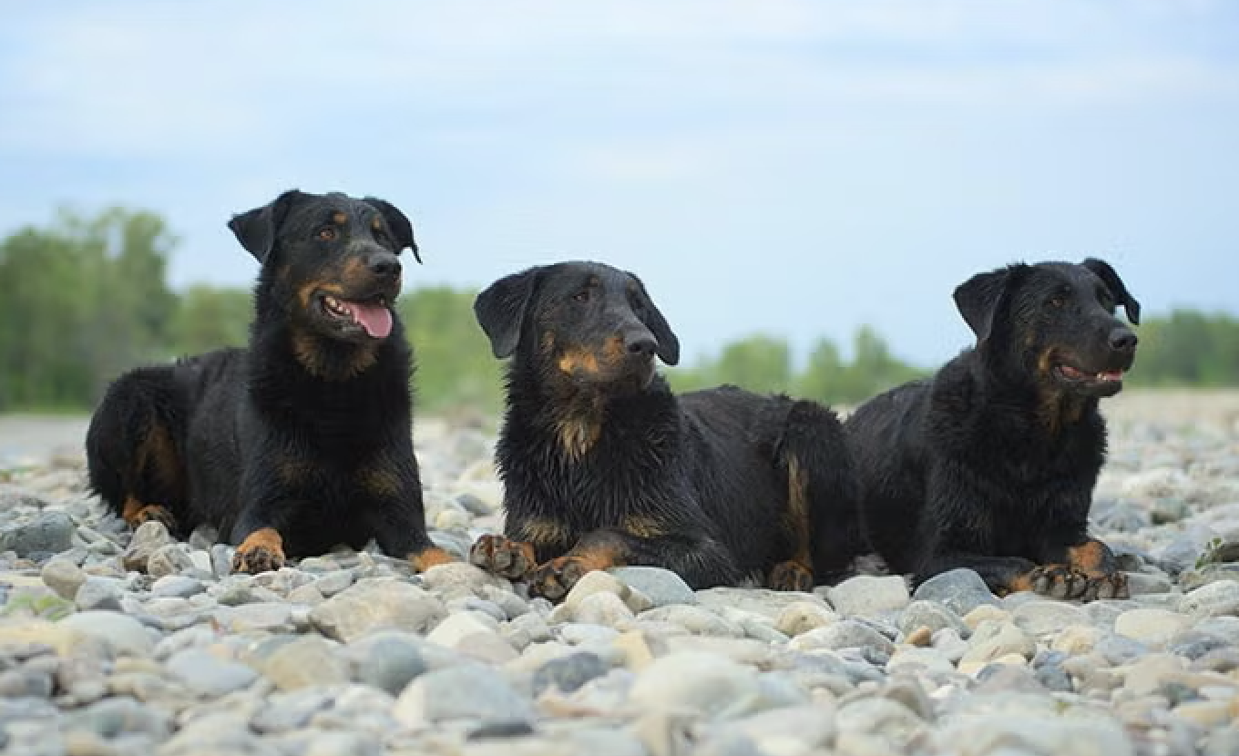 Three black and tan dogs, possibly dachshunds or similar breeds, lying on a rocky surface outdoors with a blurred background of sky and greenery.