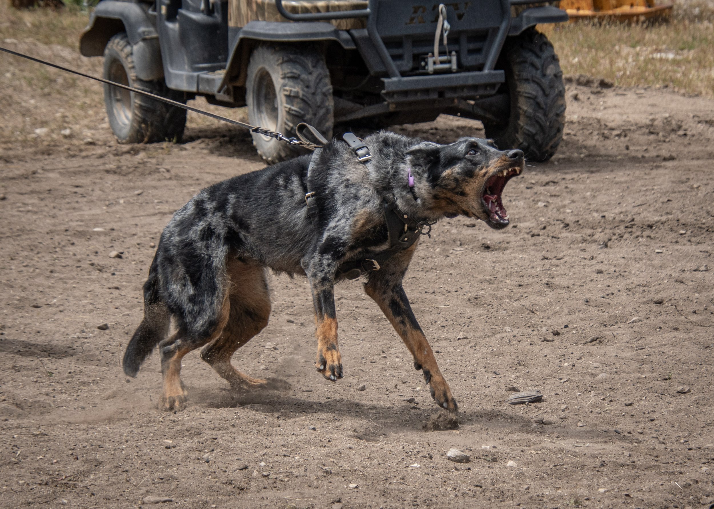 Bitesports &amp; Beaucerons