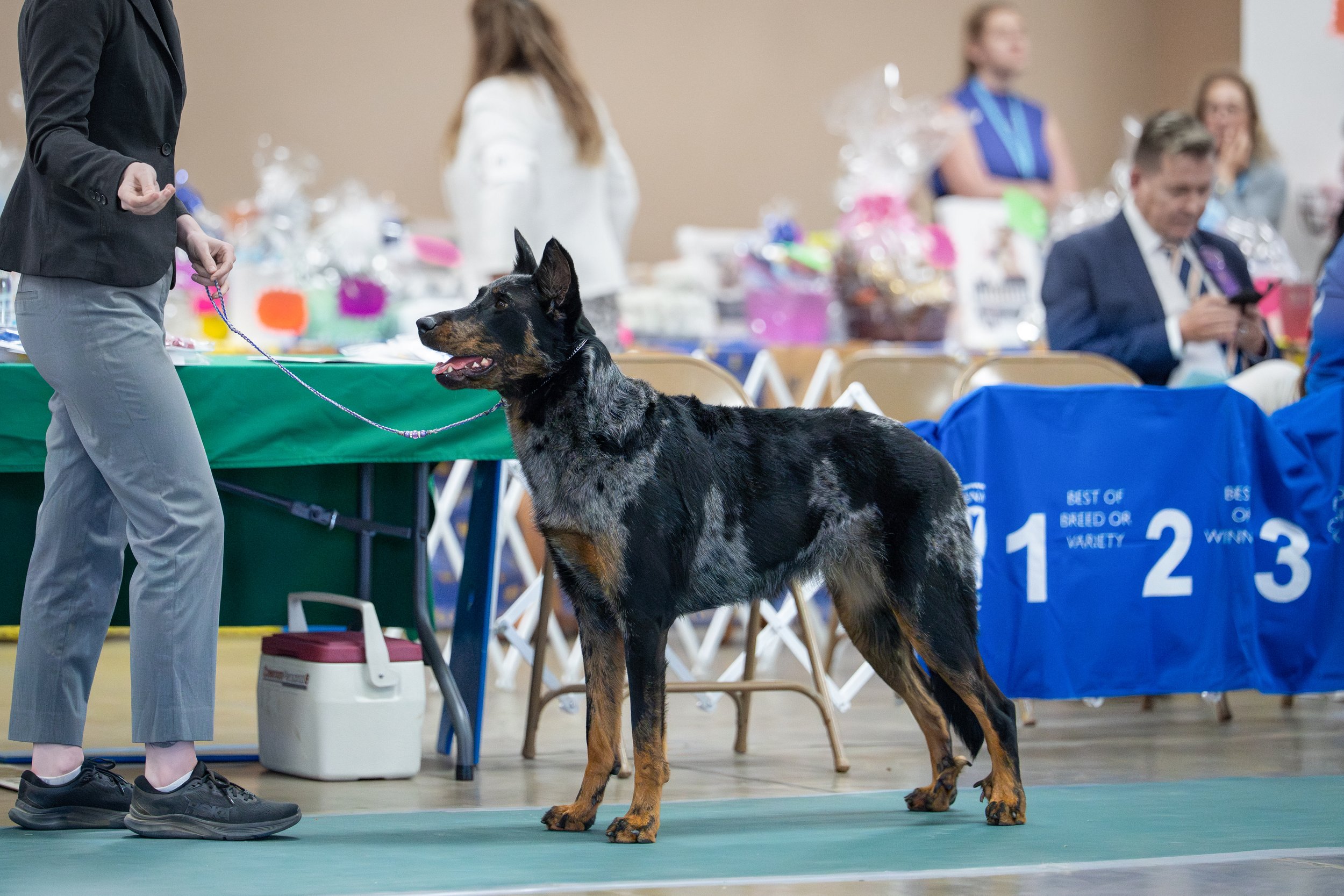 A handler with a black and tanFrench Shepherd Beauceron dog at an AKC dog show in an indoor arena, with people and event decorations in the background.