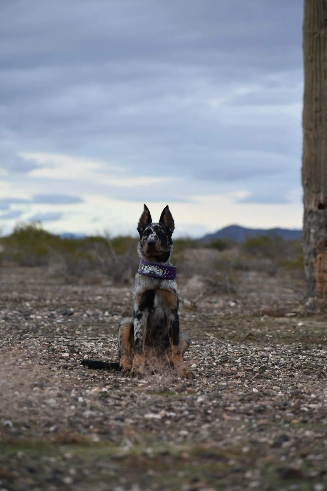 A young dog with a merle coat pattern sitting on desert ground next to a desert tree, overcast sky and distant mountains in the background.