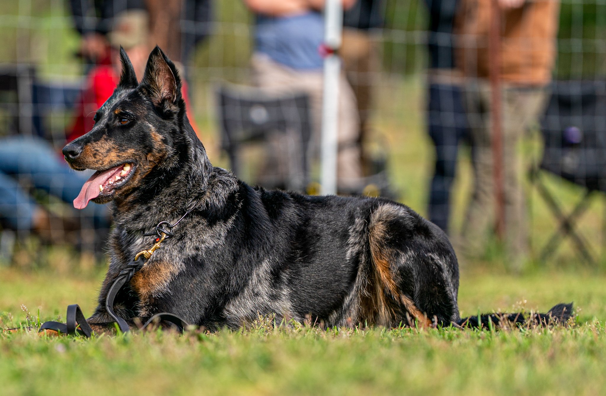 Australian Kelpie dog lying on green grass with a black harness, in front of a wire fence, with blurred people in the background.