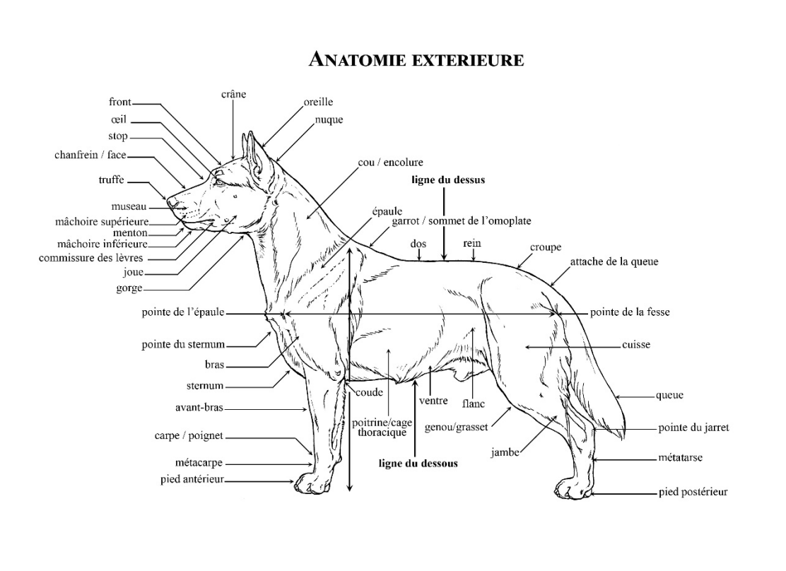 Diagram displaying external anatomy of a dog with labels in French for various body parts such as head, ears, eyes, nose, mouth, neck, chest, legs, tail, and skeletal points.
