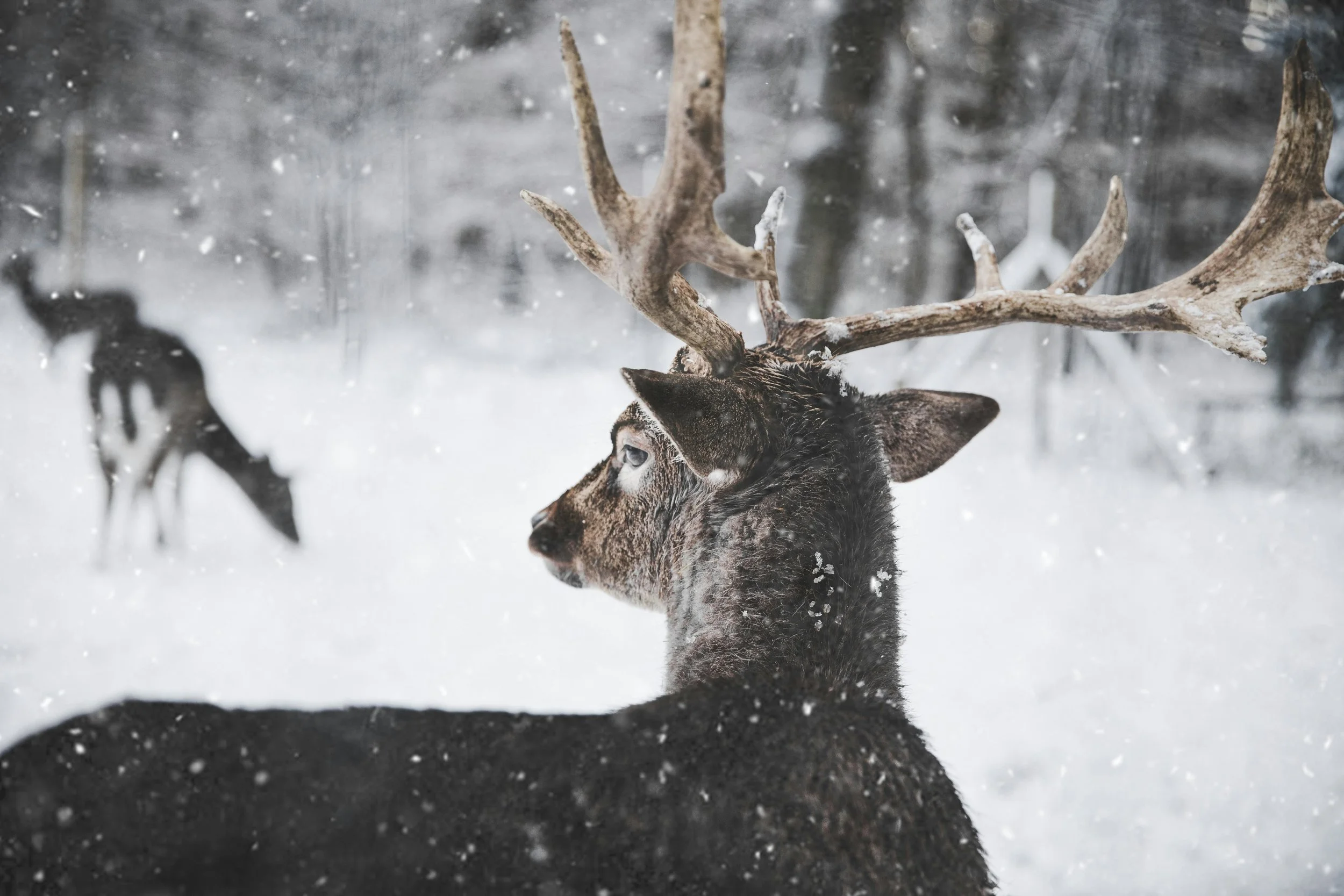 A reindeer with large antlers standing in a snowy landscape, with snow falling around it and blurred trees in the background.