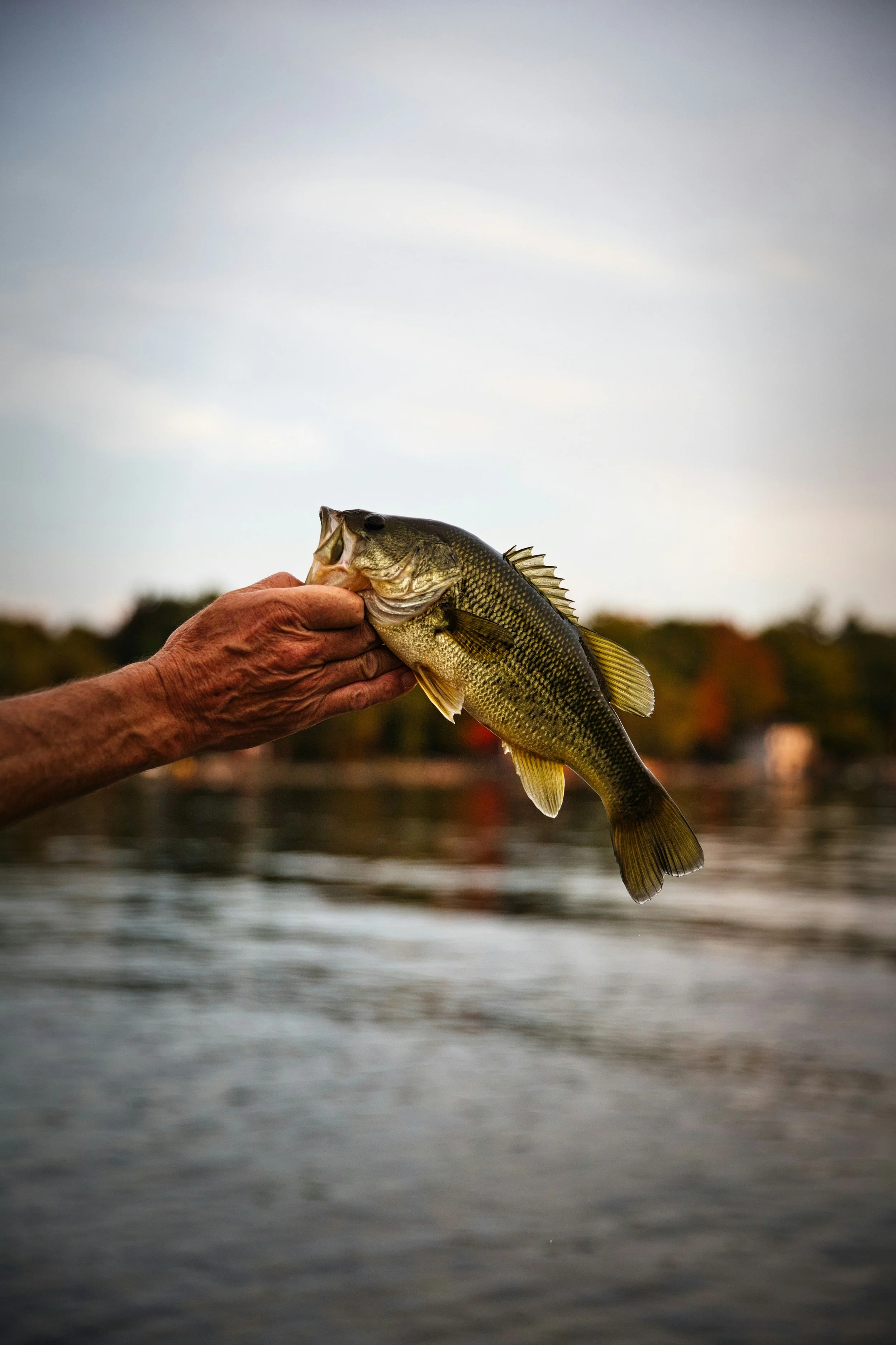Angler holding a largemouth bass while fishing on a lake