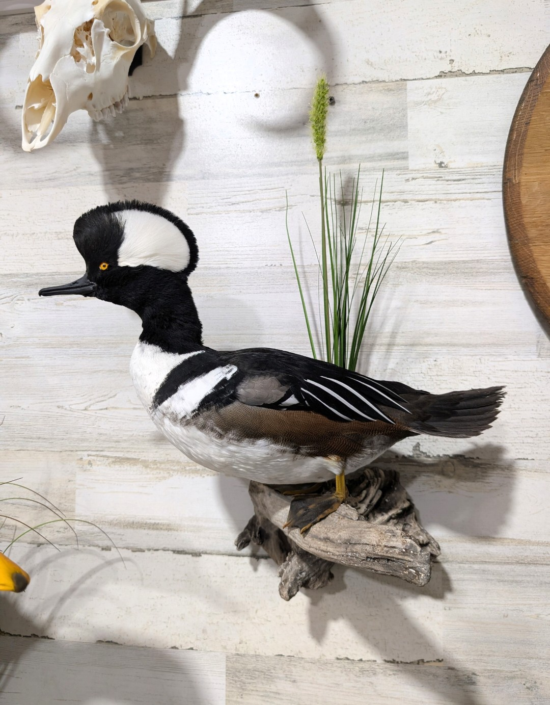Taxidermy mount of a pied duck with black and white plumage, yellow eye, and perched on a piece of driftwood, with a simple white wooden background and some green grass and a skull on the wall.