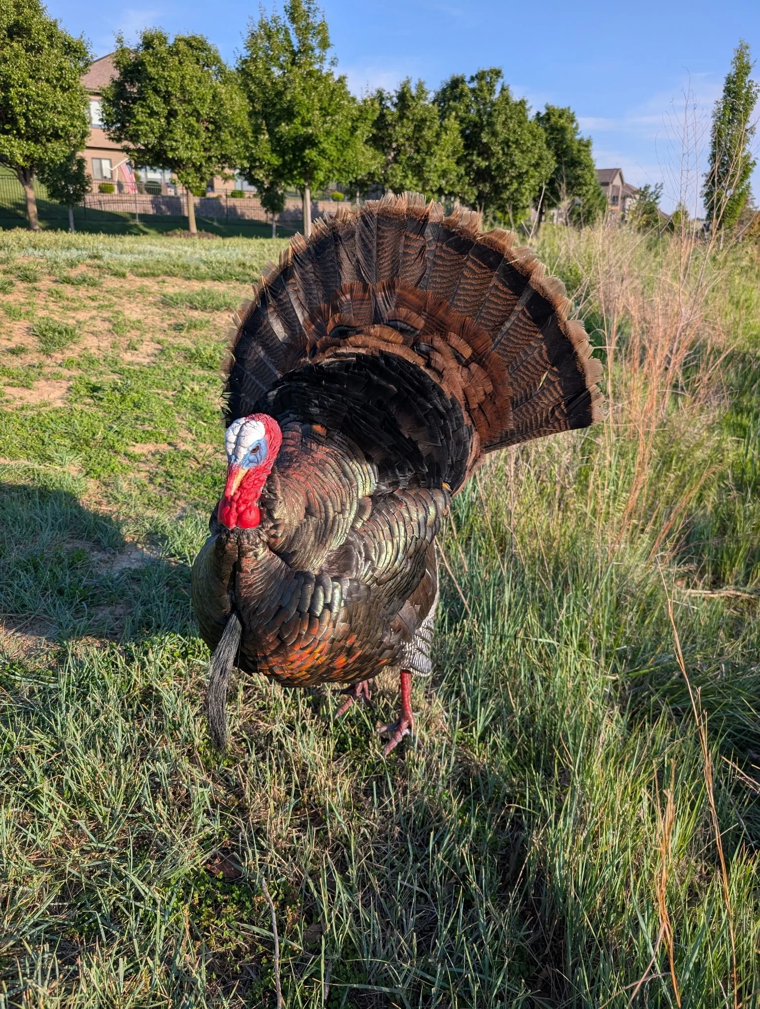 Turkey Mount Taxidermy Omaha