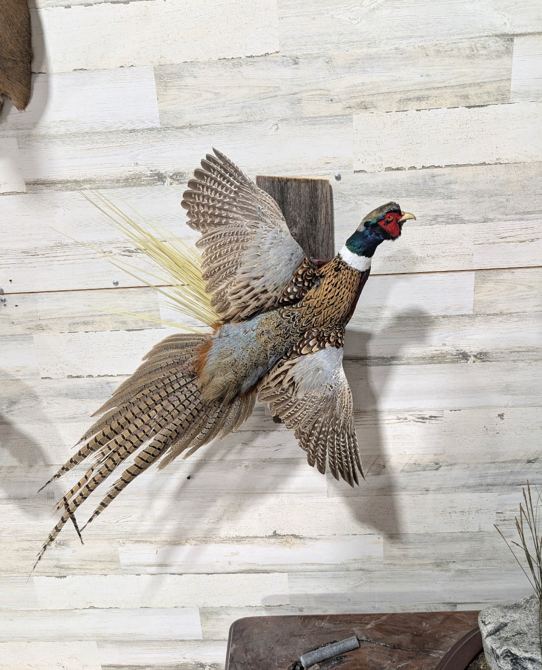 Pheasant Mount Taxidermy