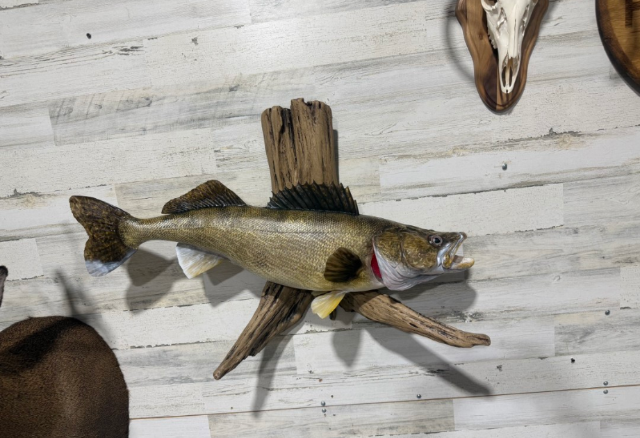Fish Mount Taxidermy Omaha
