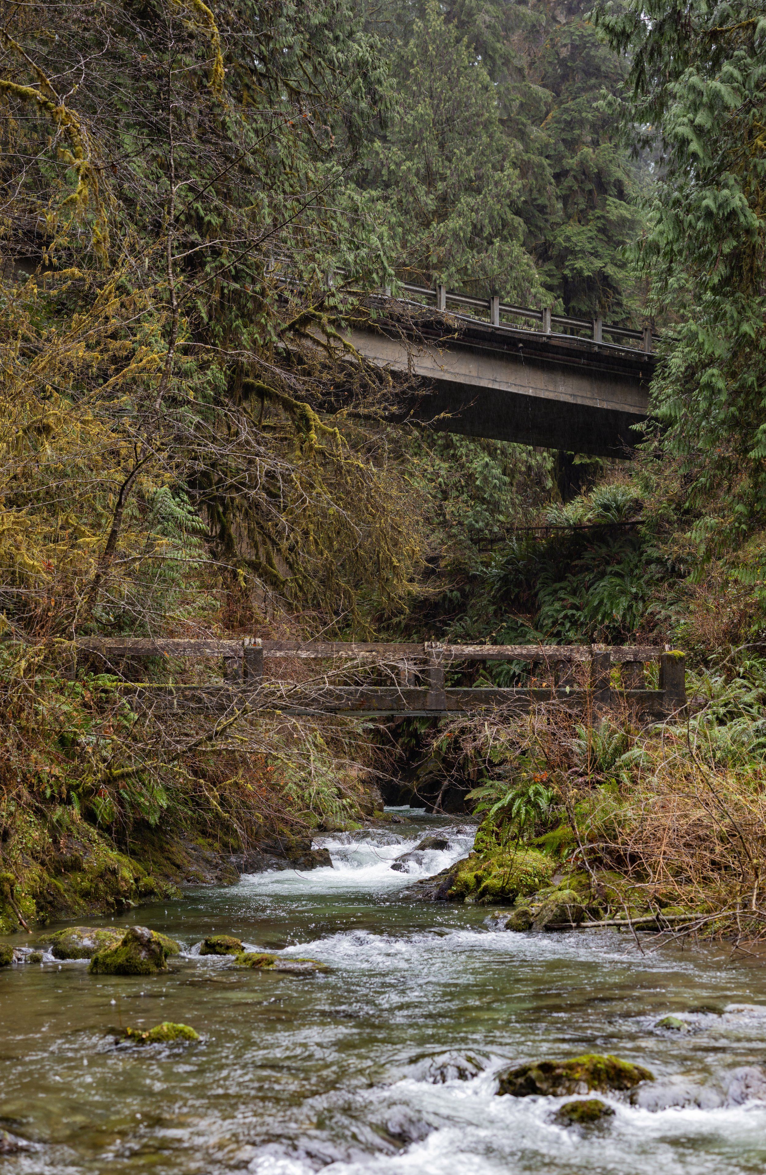 A small river or creek running through a lush forest with dense green foliage on both sides. A bridge crosses over the water, partially obscured by trees, and a misty atmosphere is present.