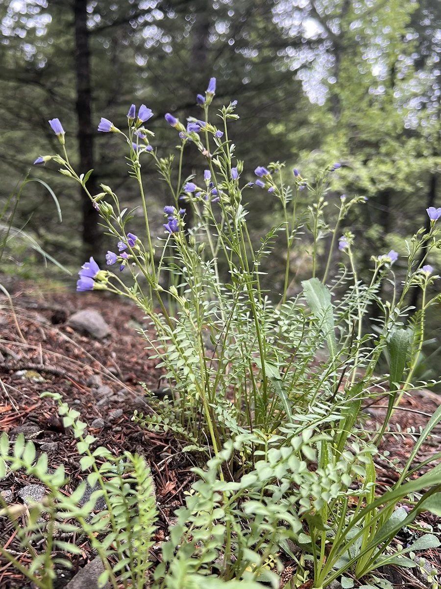Wildflowers with purple blossoms growing in a forested area with green trees and soil.