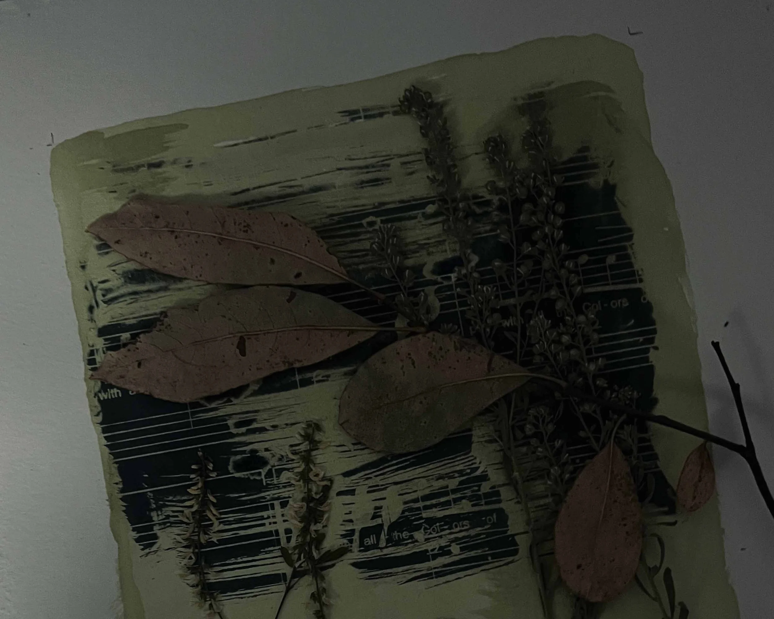 Close-up of a piece of cyanotype coated paper with pressed leaves and flowers on it.