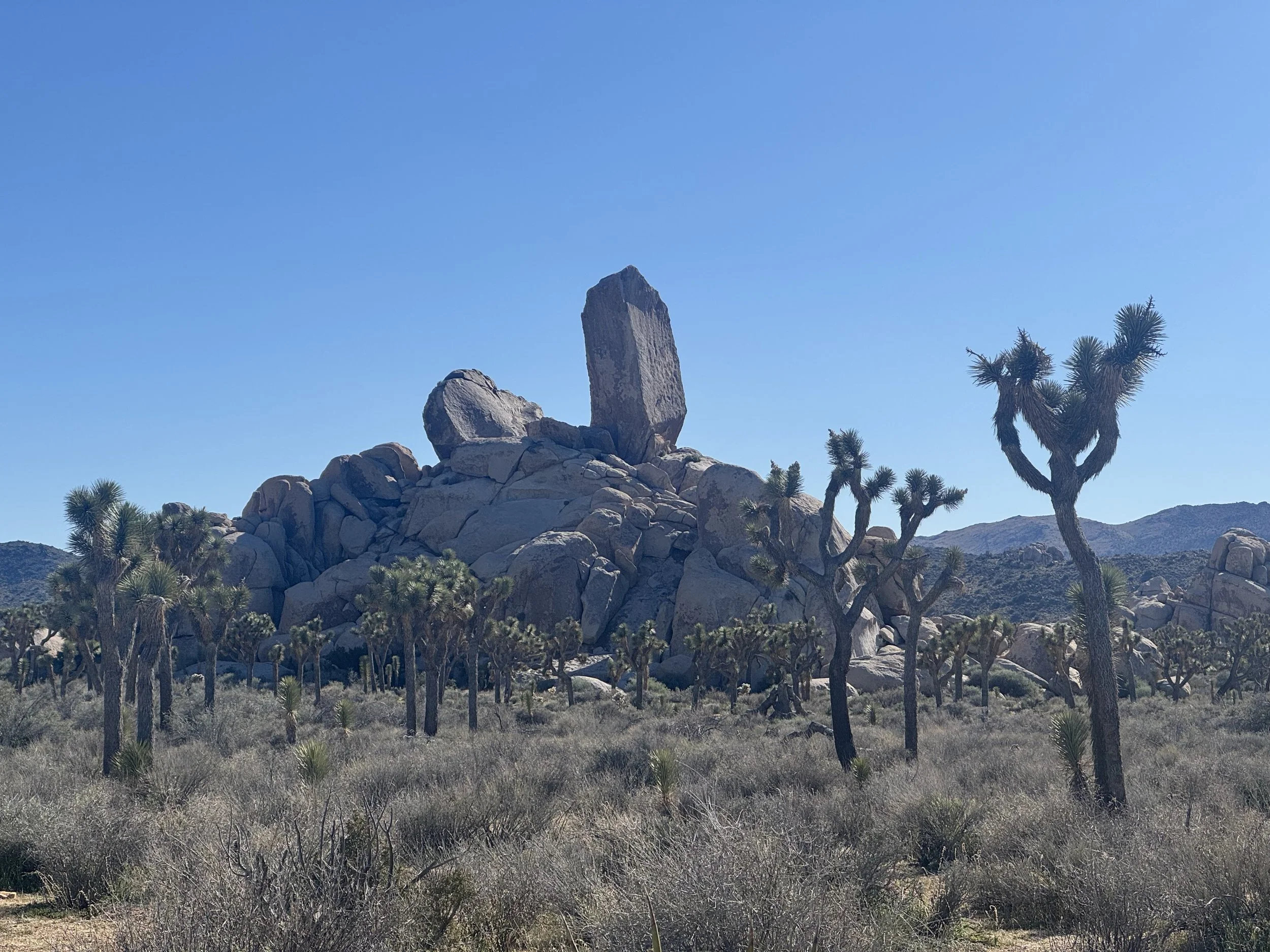 A desert landscape with Joshua trees, large boulders, and a tall rock formation under a clear blue sky.