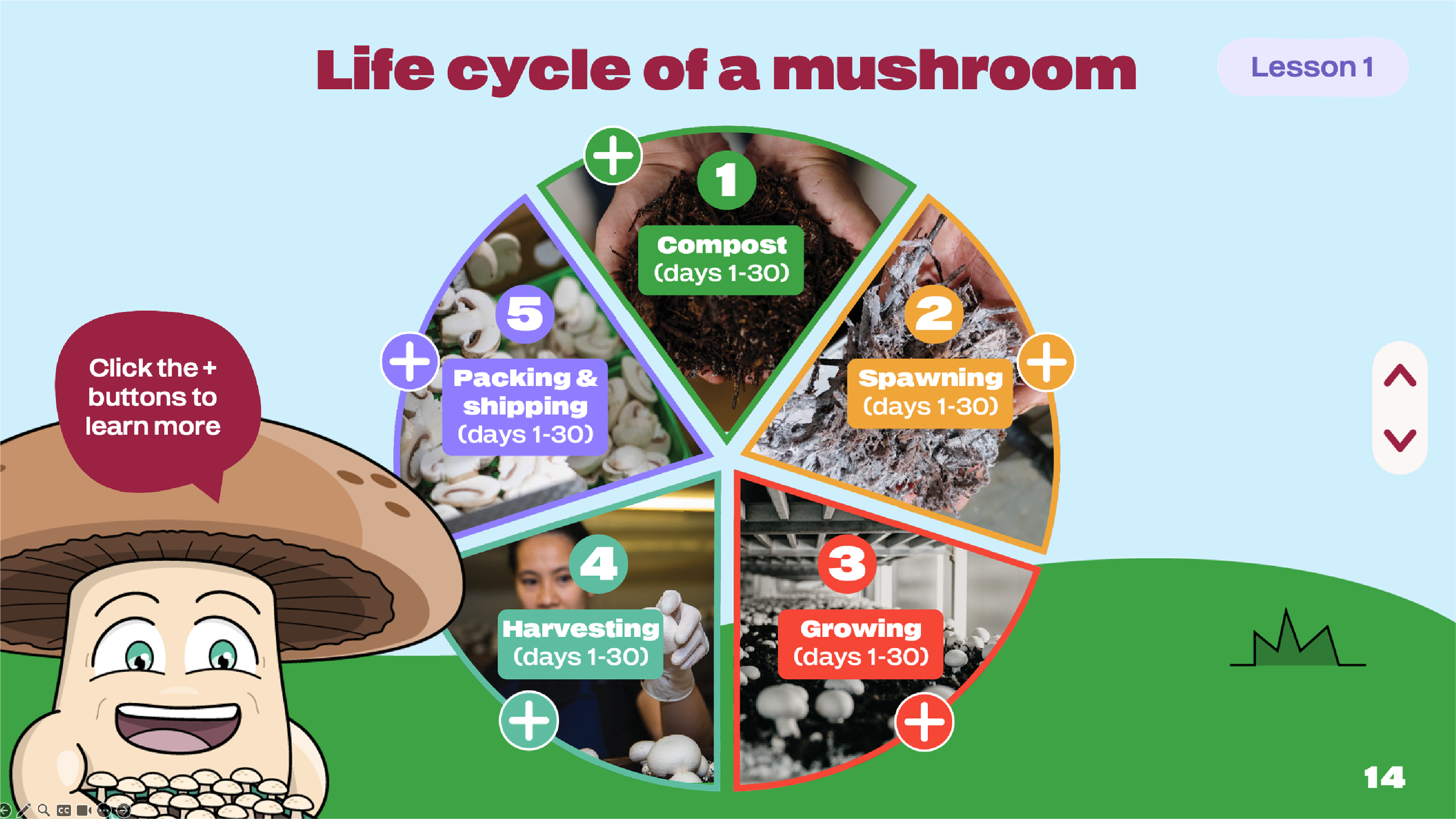 Interactive classroom presentation designs combining custom illustration, educational activities and engaging layouts to introduce students to mushroom growing and healthy food education.
