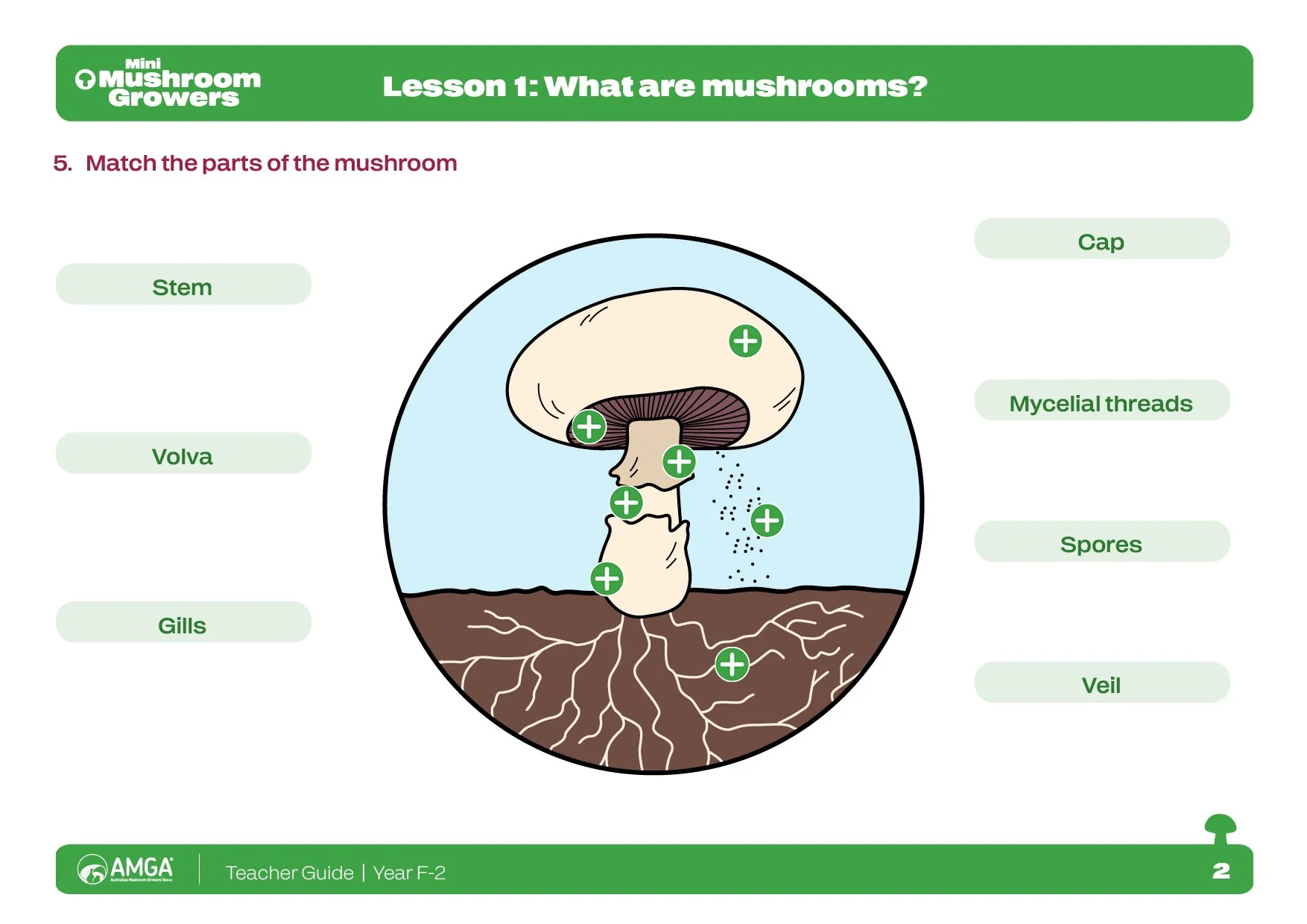 Teacher resources, printable worksheets and classroom activities designed to reinforce key learning outcomes while maintaining a consistent visual identity across the Mini Mushroom Growers program.