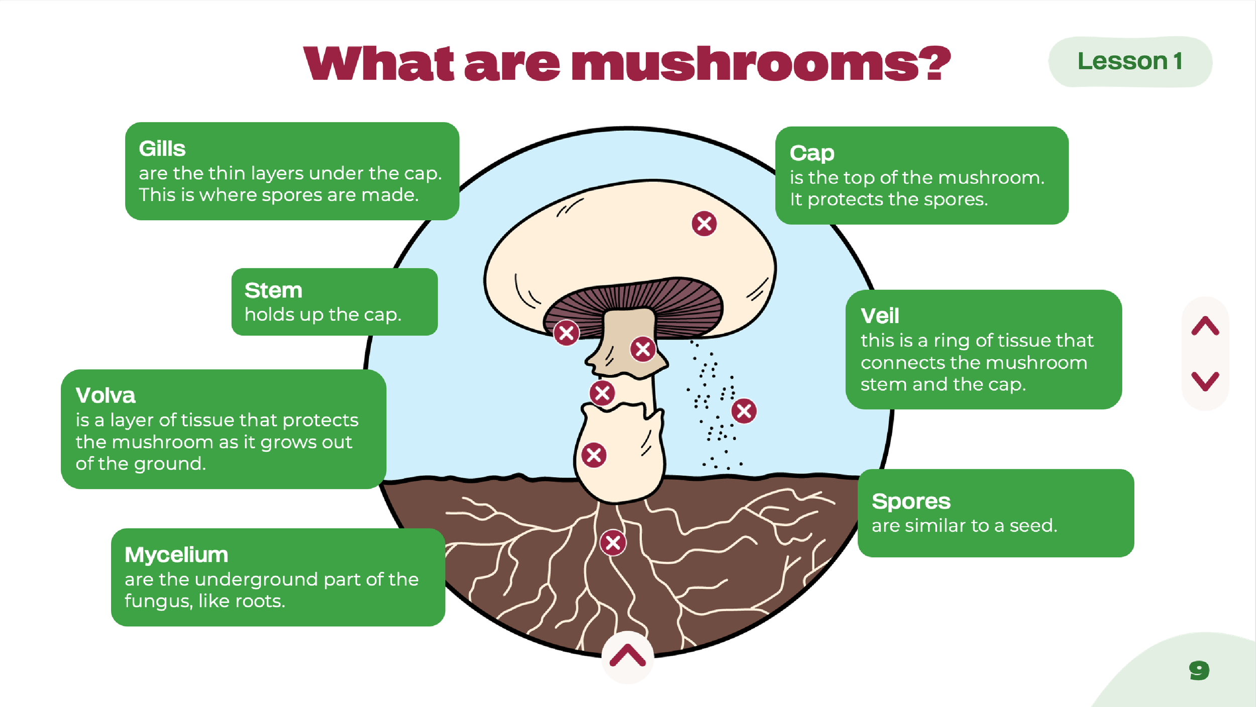 Interactive classroom presentation designs combining custom illustration, educational activities and engaging layouts to introduce students to mushroom growing and healthy food education.