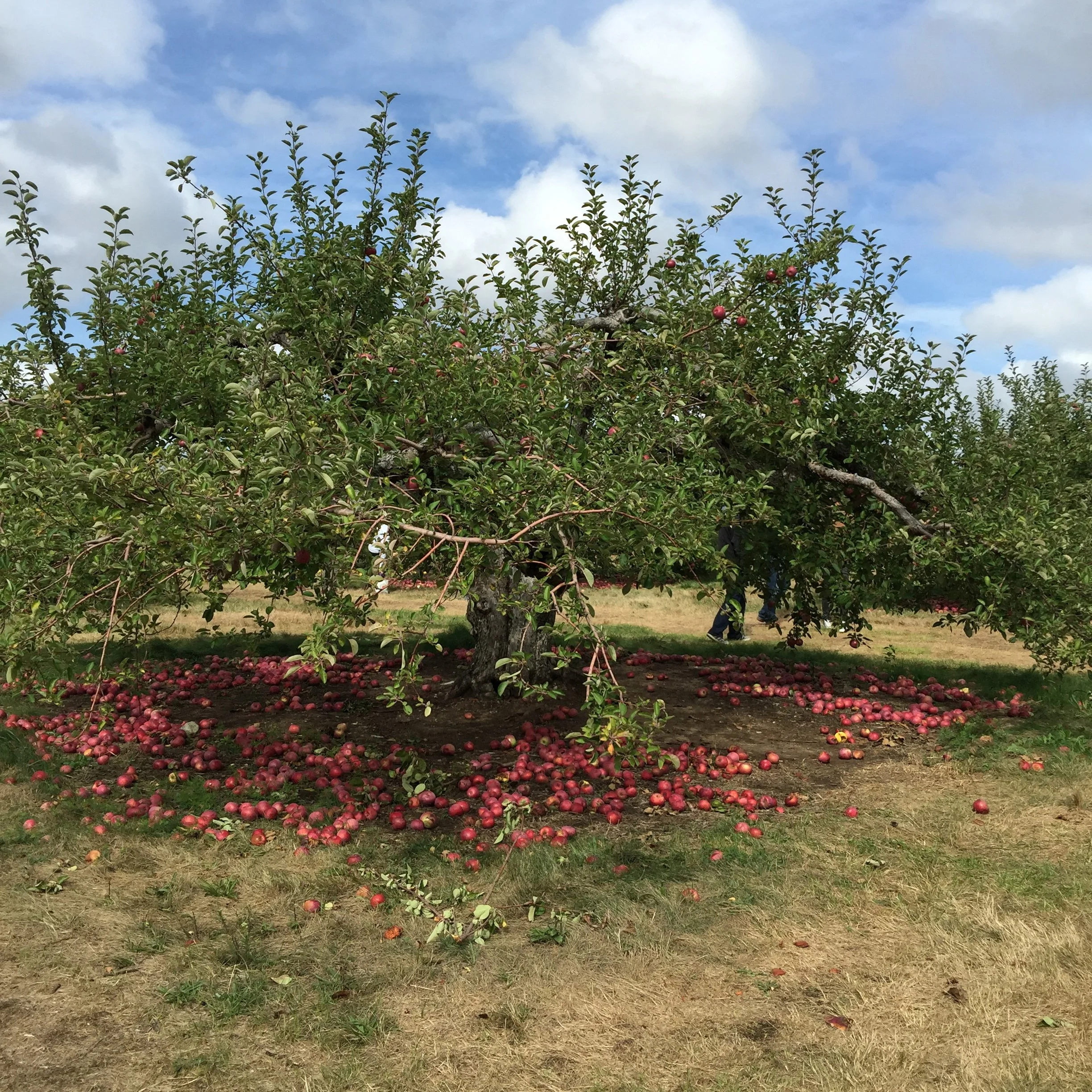 IMG_0914.jpeg