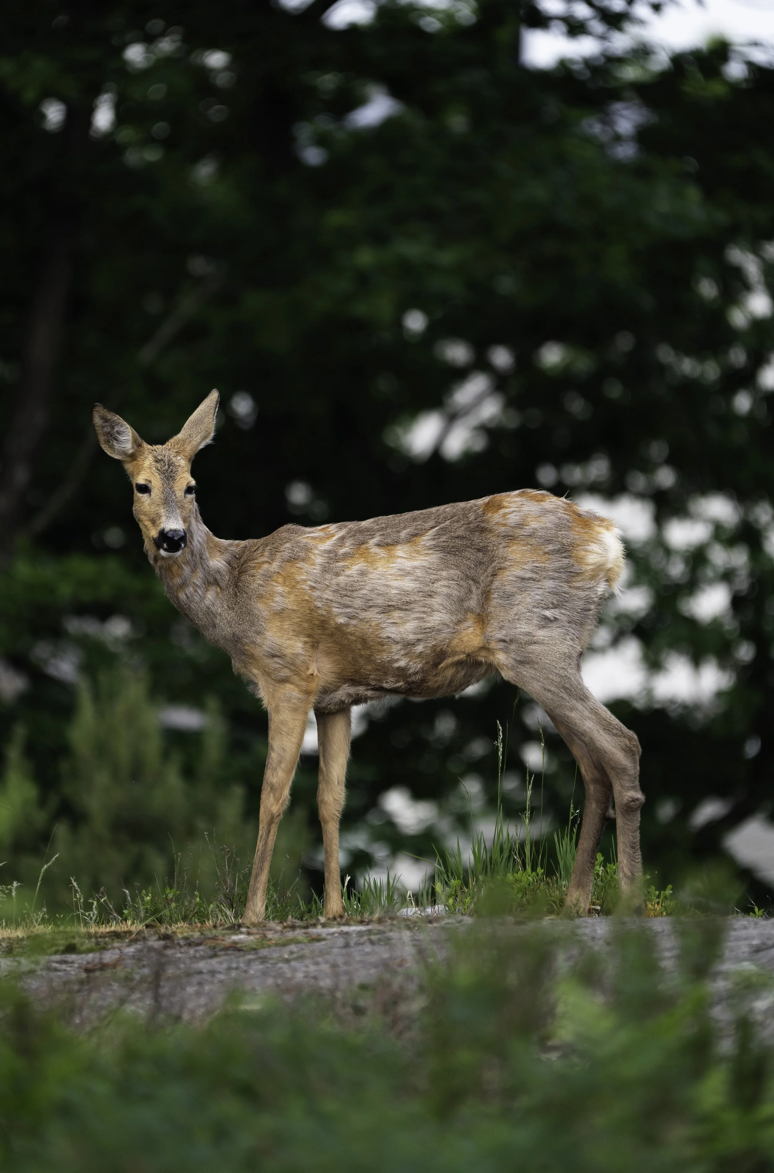 A young deer standing outdoors on grass with a background of trees and cloudy sky.