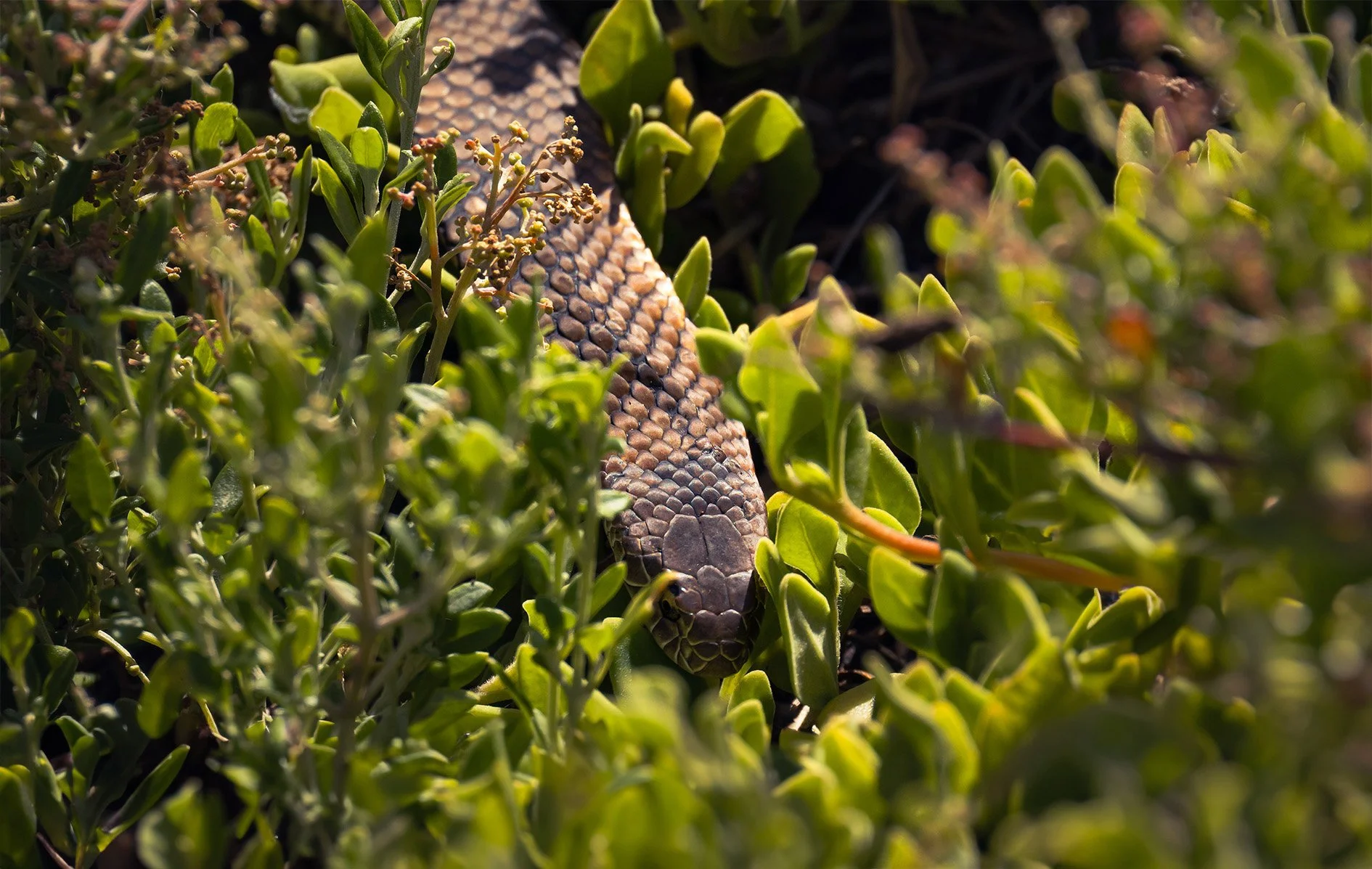A close-up of a snake camouflaged among green plants and foliage.