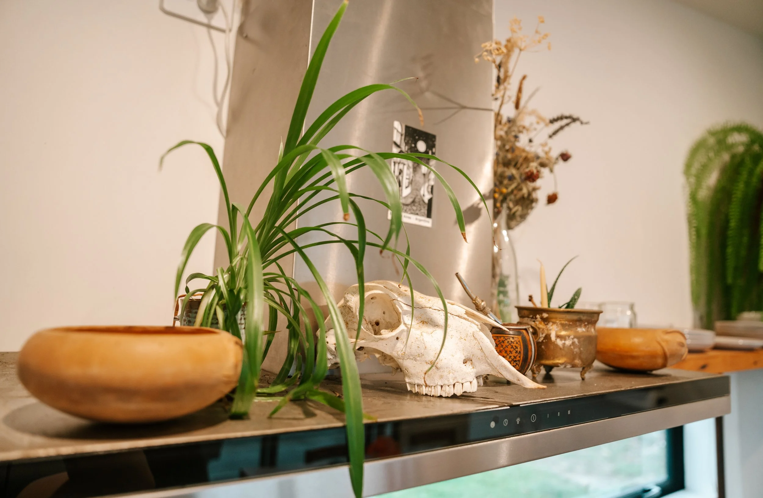 A collection of potted plants, dried flowers, and a skull on a shelf in a room.